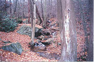 One of the many streams along the trail.  Click to enlarge picture.