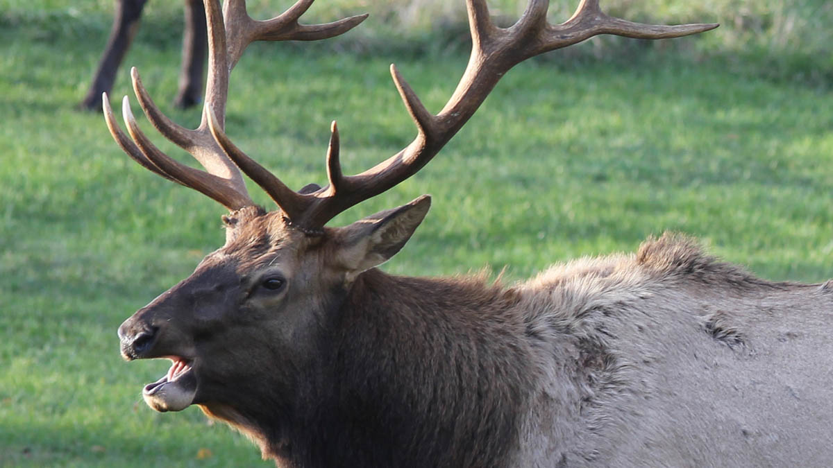 Elk in Pennsylvania