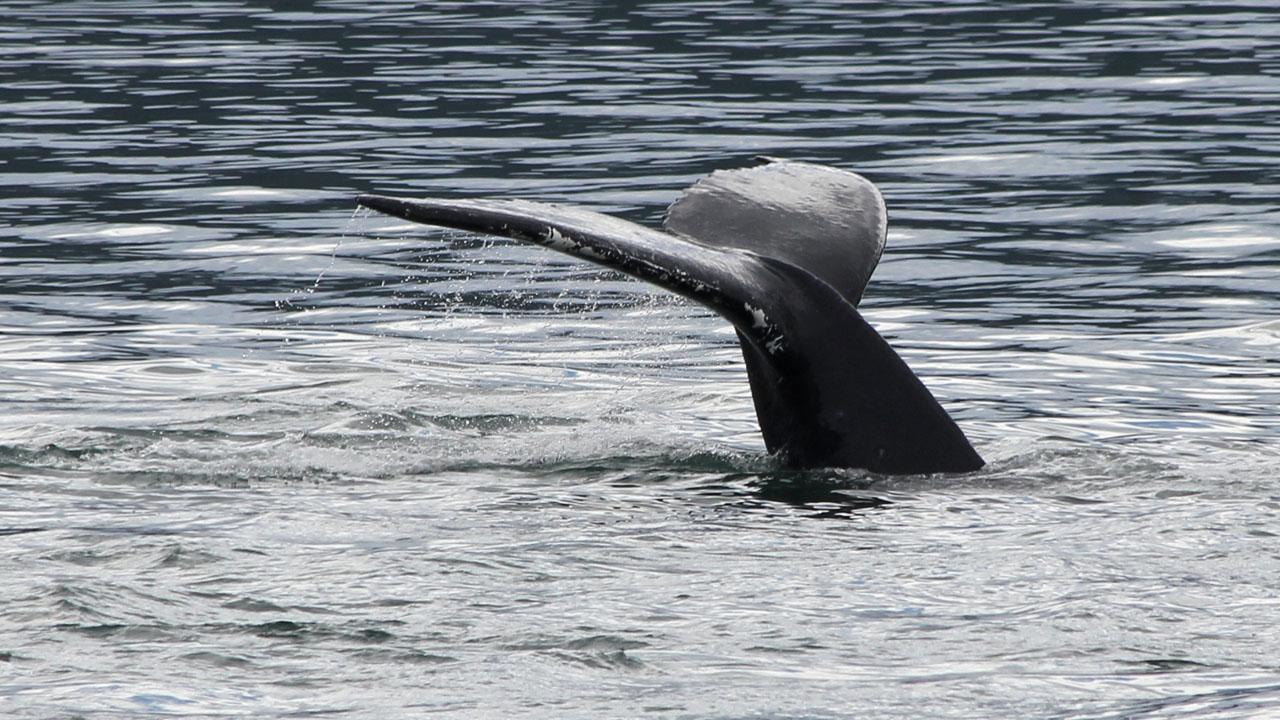 Juneau Whales, Alaska