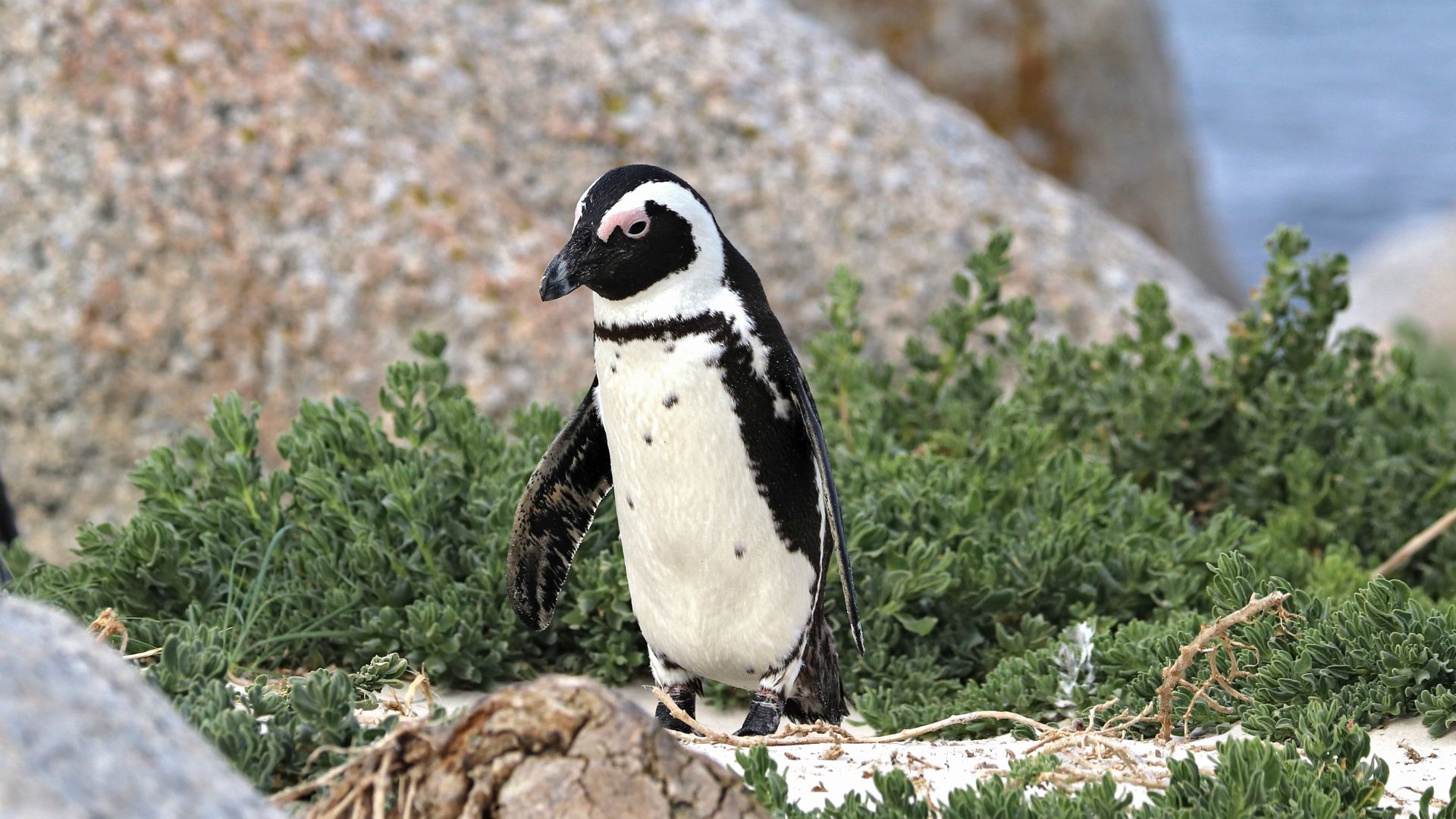 Boulder Beach, South Africa