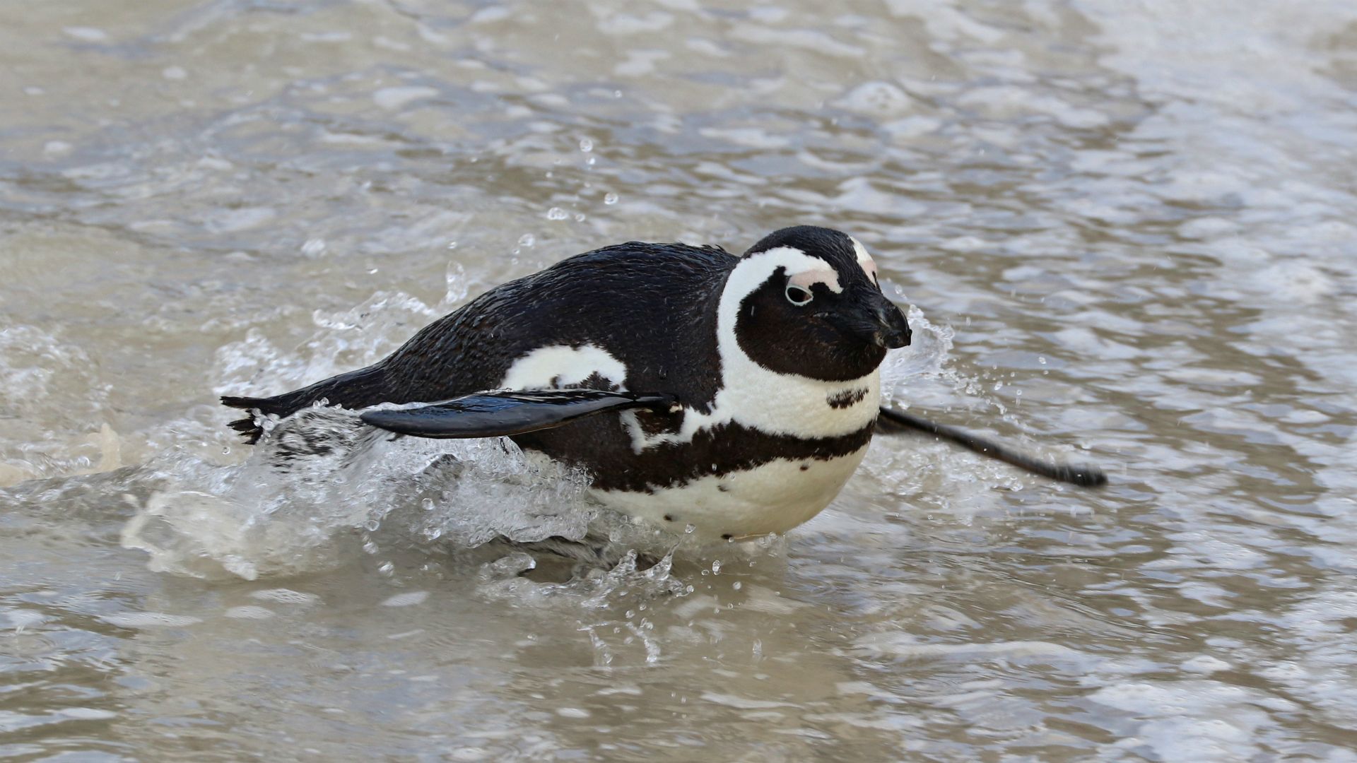 Boulders Beach, South Africa