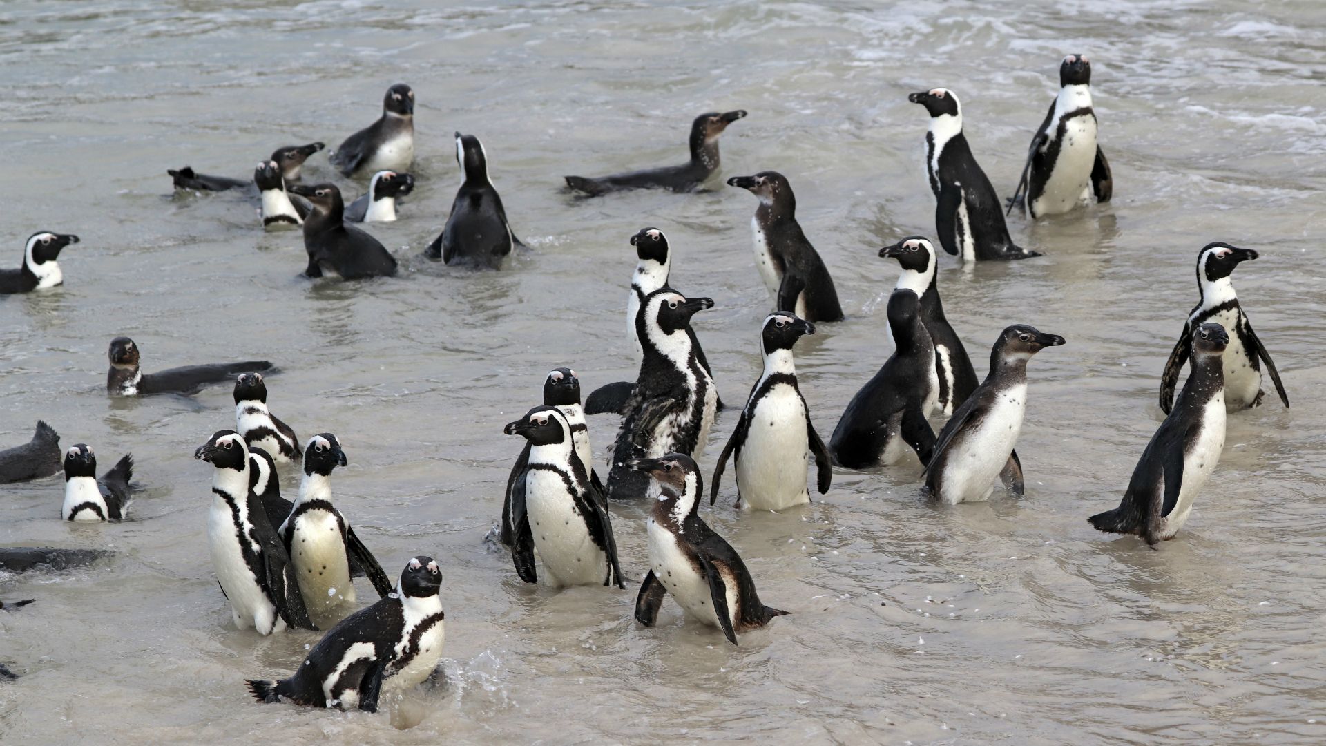 Boulders Beach, South Africa