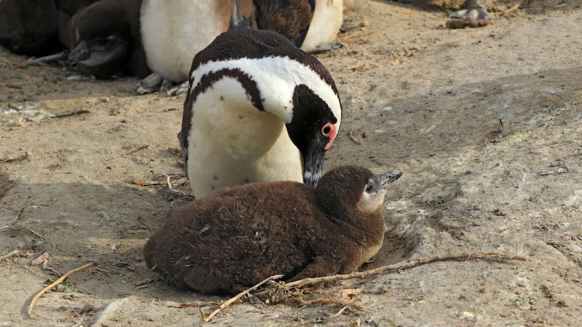 Boulders Beach, South Africa