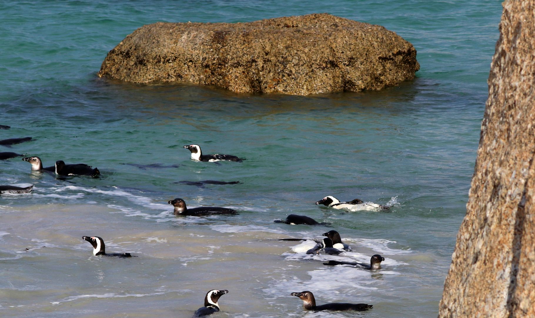 Boulders Beach, South Africa