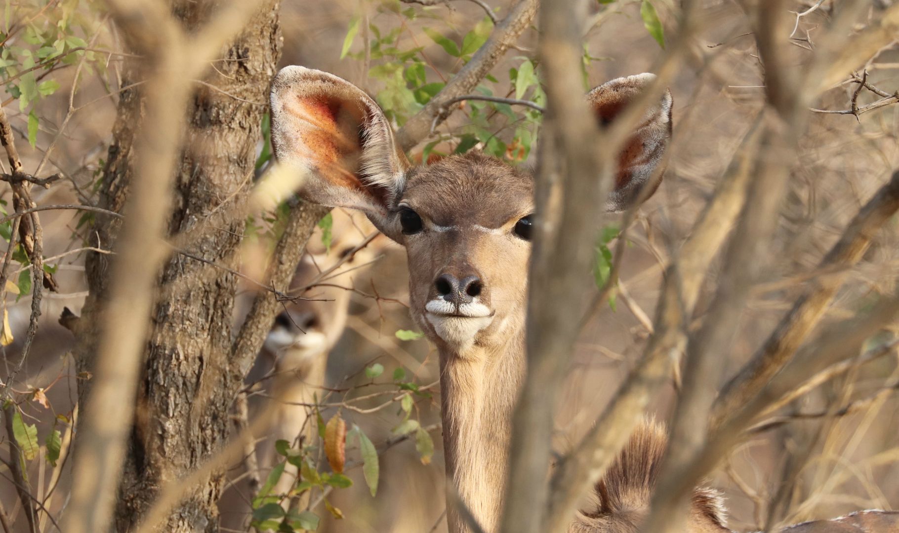 Entabeni Safari Conservancy