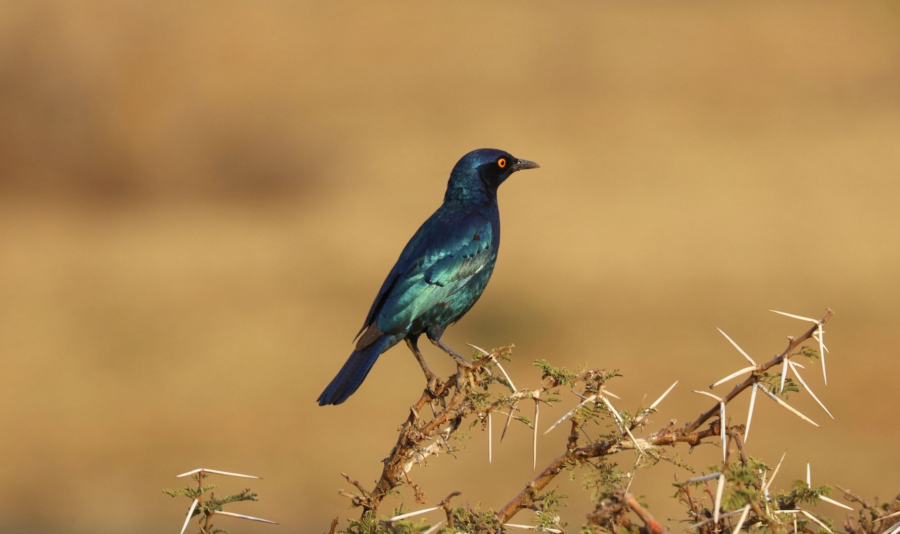 Entabeni Safari Conservancy, South Africa