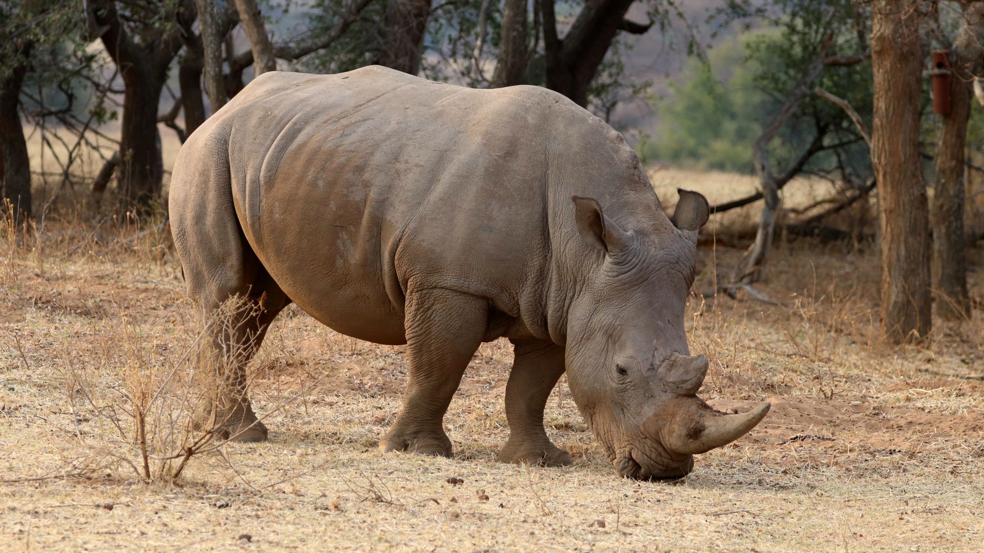 Entabeni Safari Conservancy, South Africa