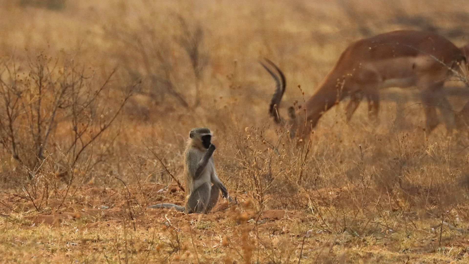 Entabeni Safari Conservancy, South Africa
