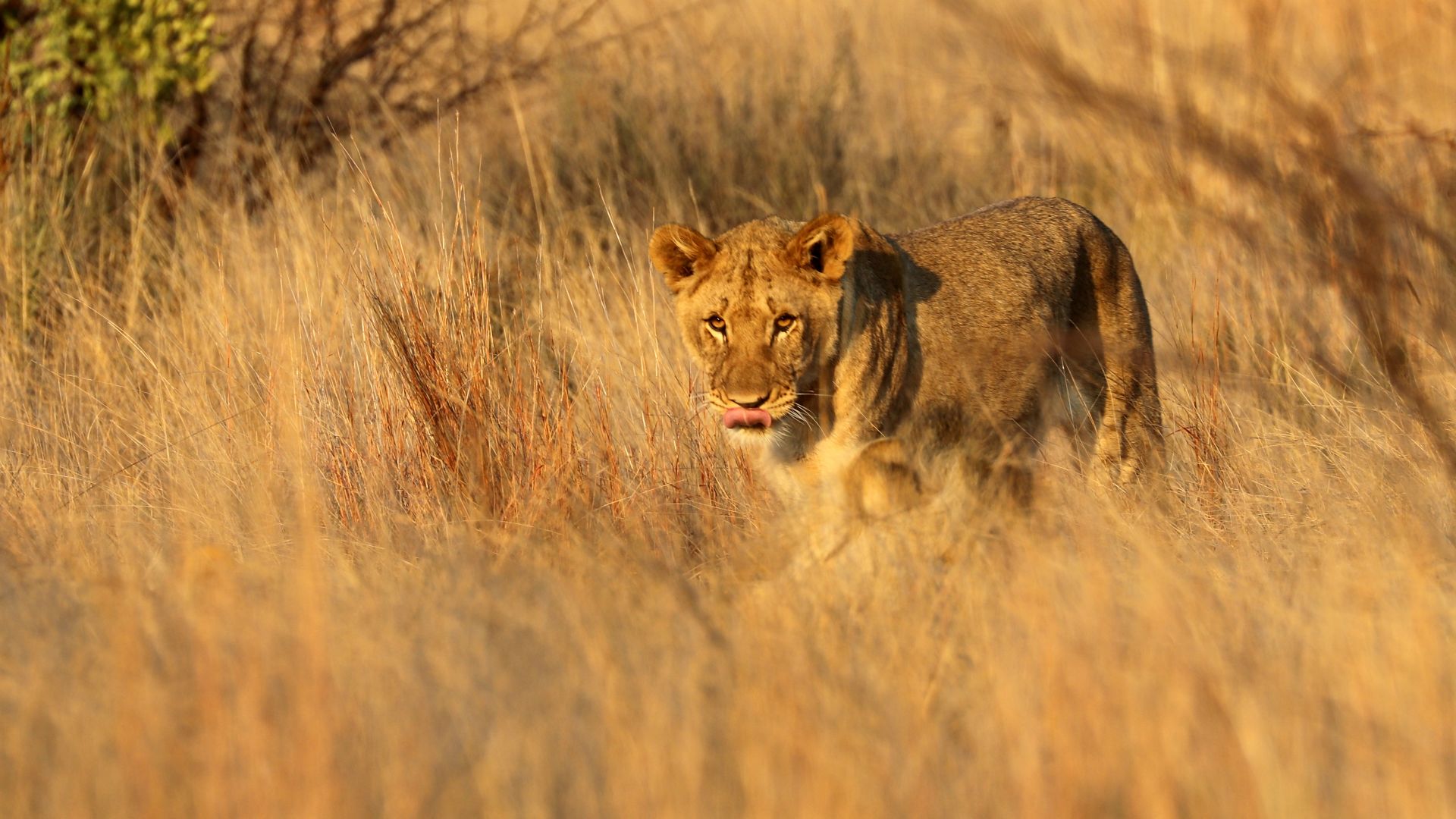 Entabeni Safari Conservancy, South Africa