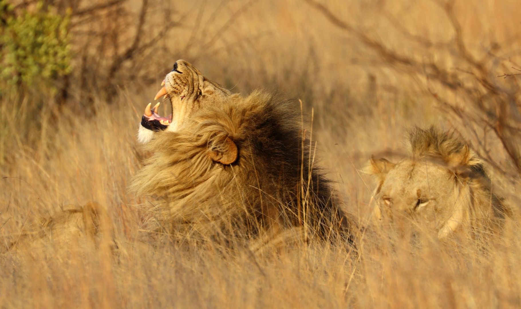 Entabeni Safari Conservancy, South Africa
