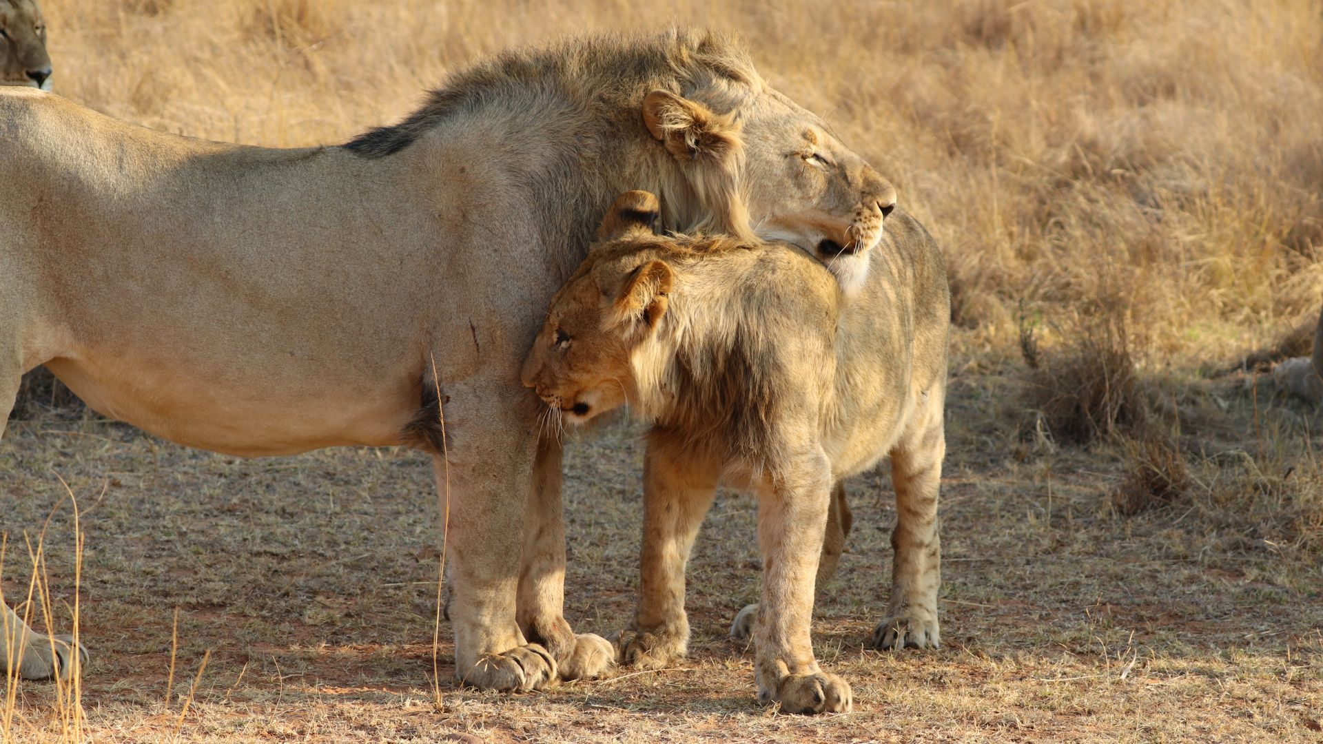 Entabeni Safari Conservancy