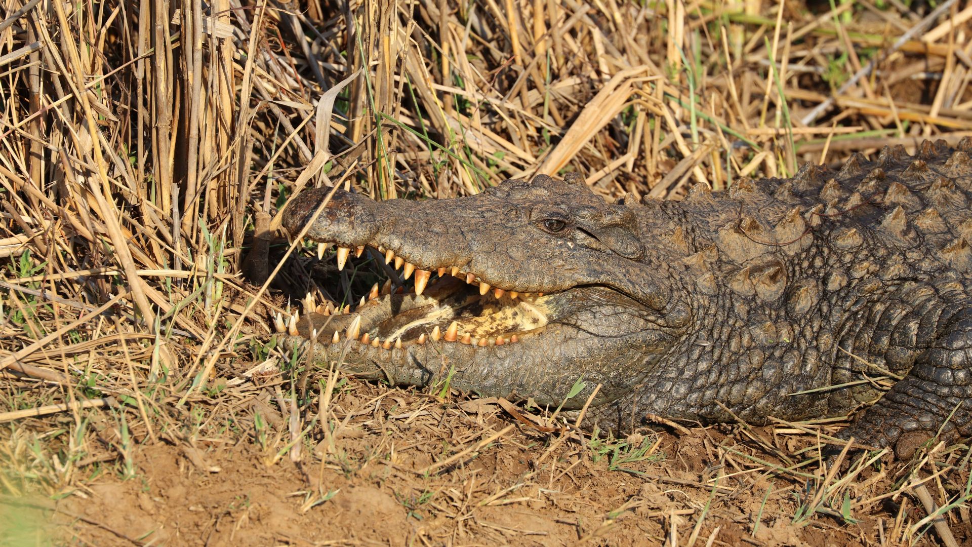 Entabeni Safari Conservancy, South Africa