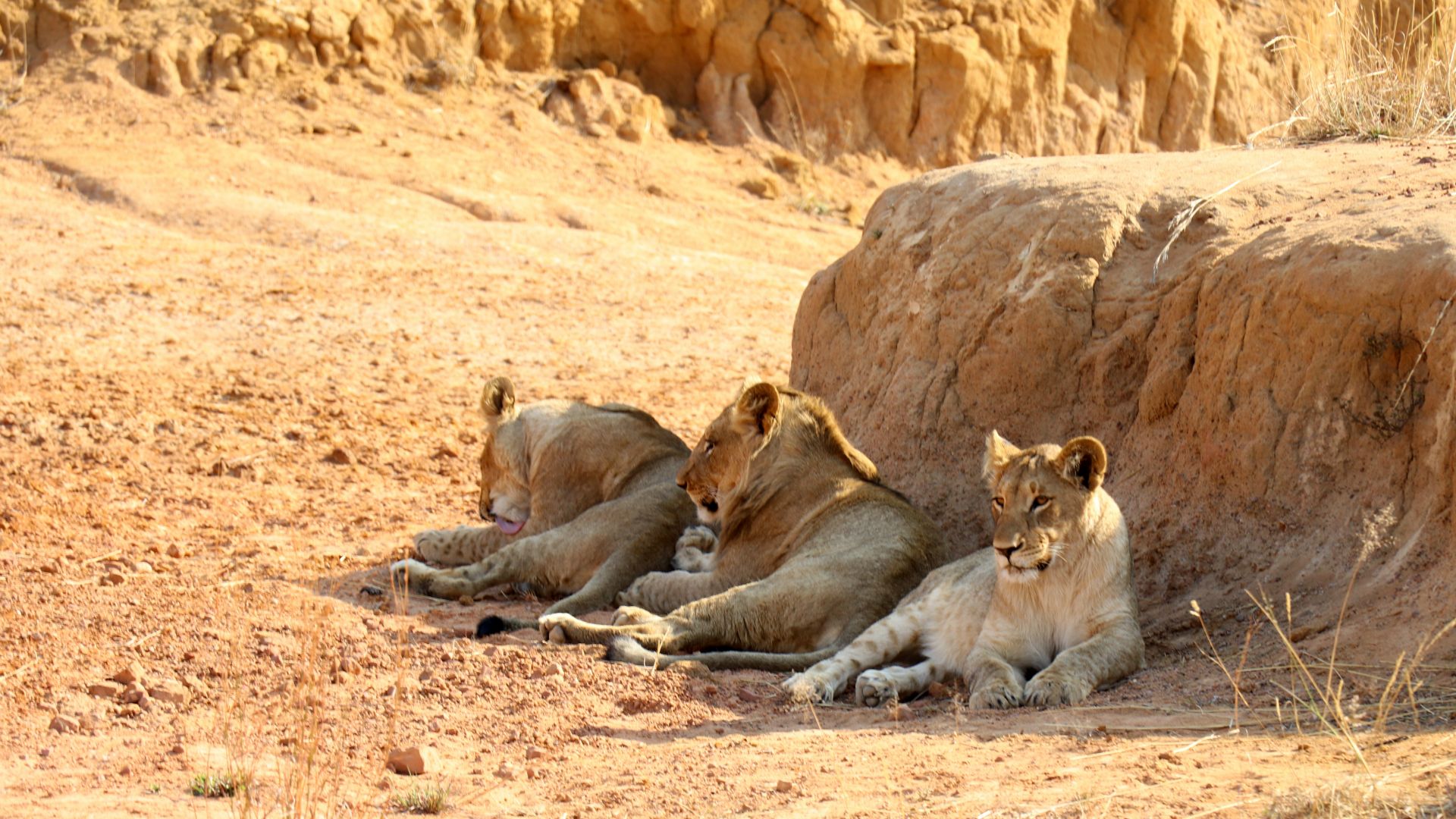 Entabeni Safari Conservancy, South Africa