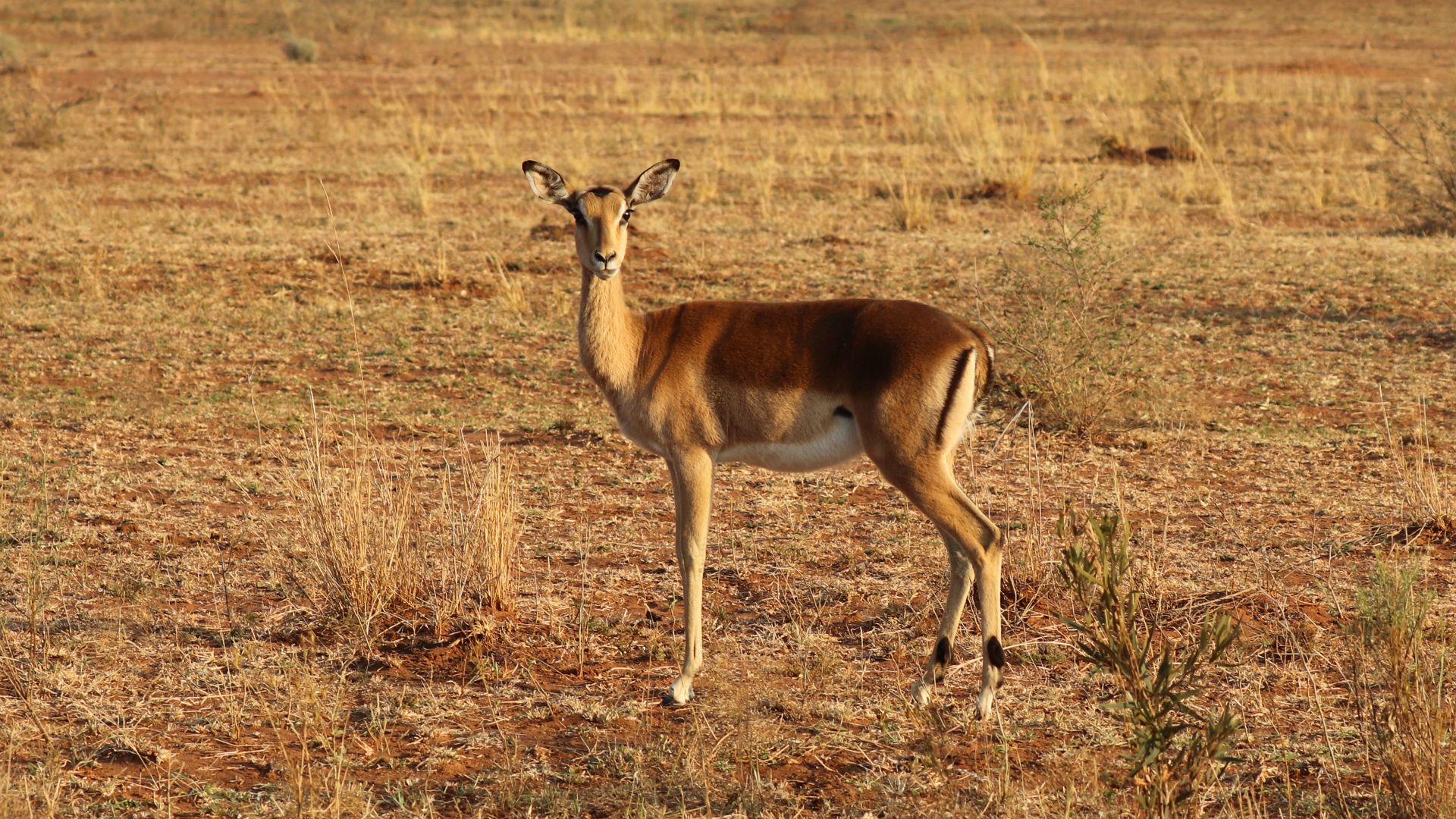 Entabeni Safari Conservancy, South Africa