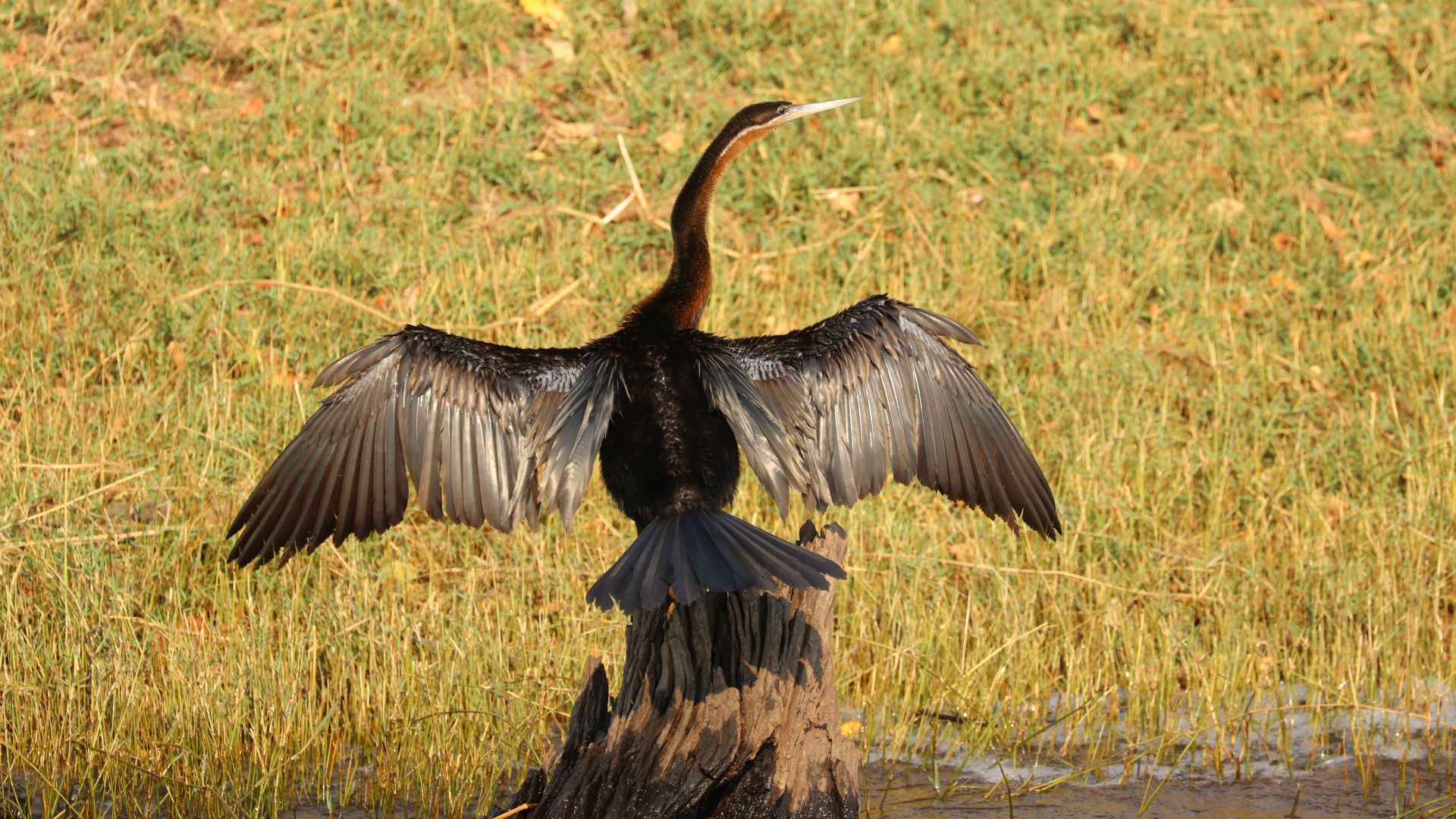 Chobe National Park, Botswana