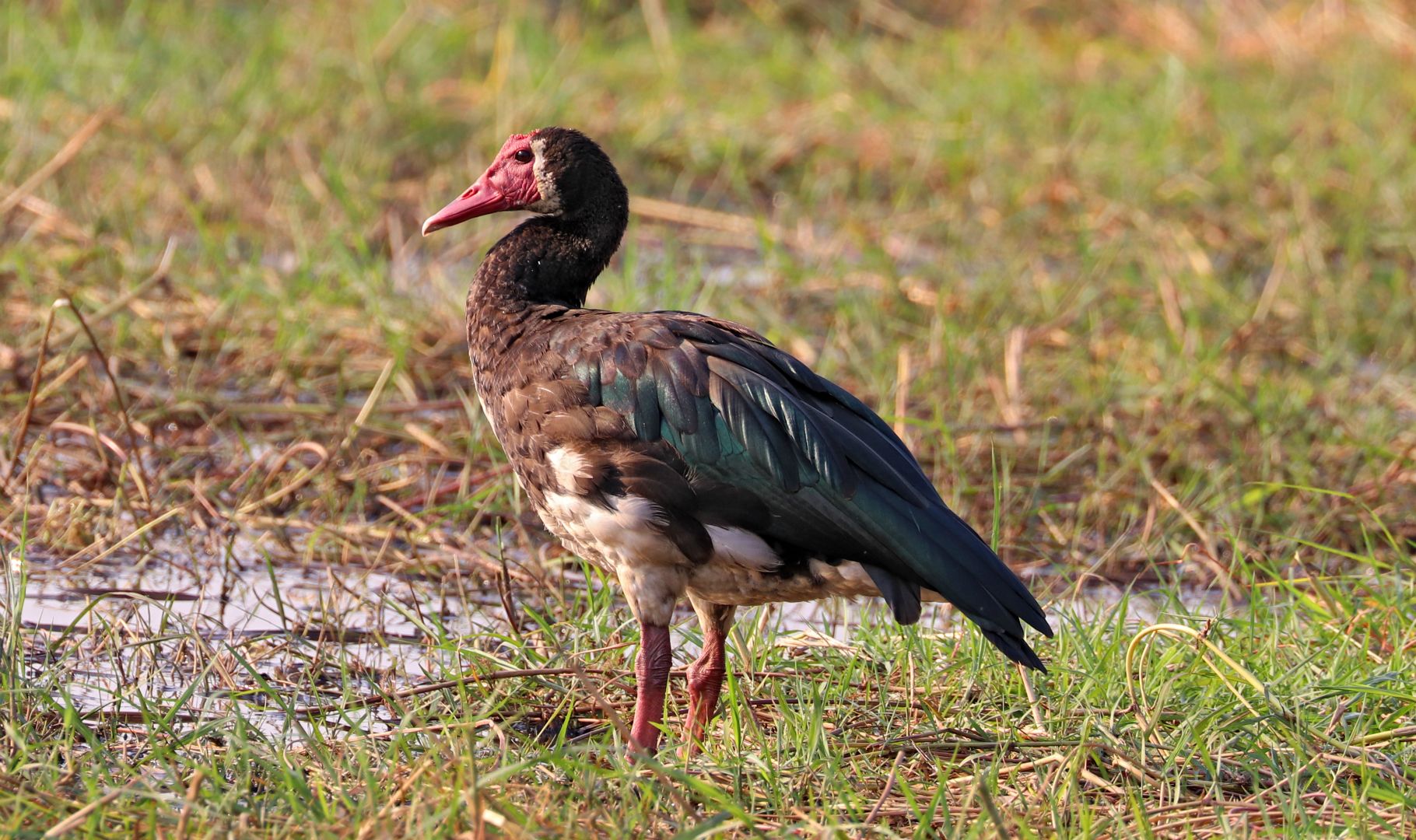 Chobe National Park, Botswana
