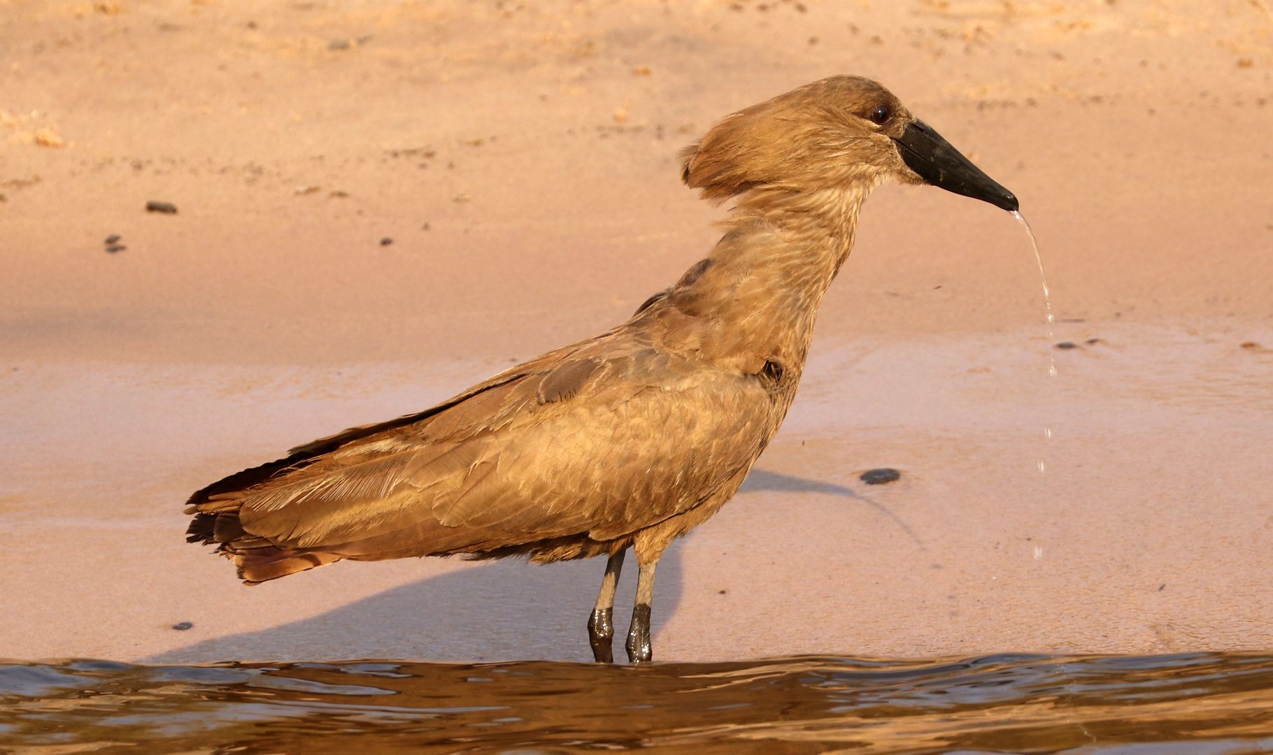 Chobe River, Botswana