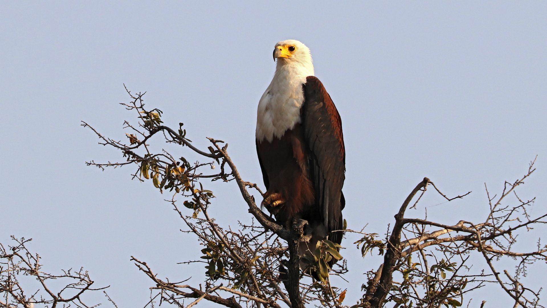 Chobe National Park, Botswanna