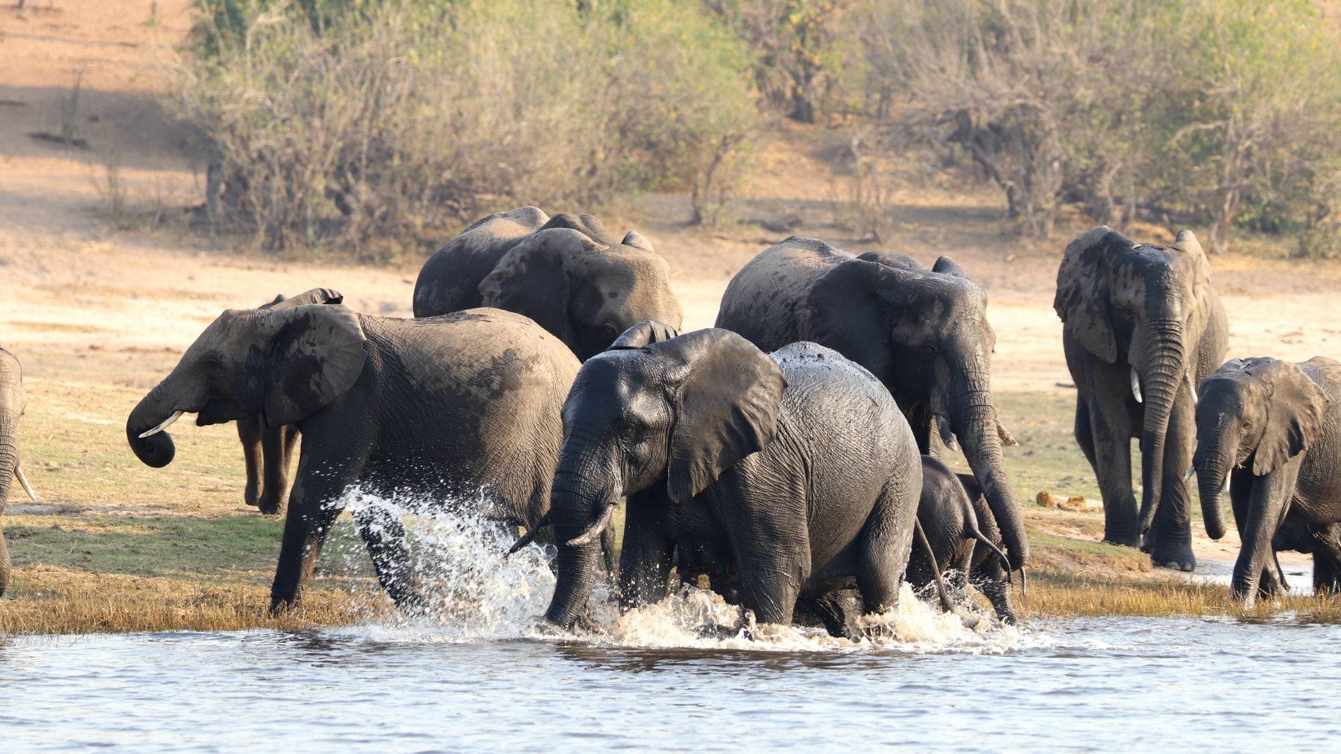 Chobe National Park, Botswana