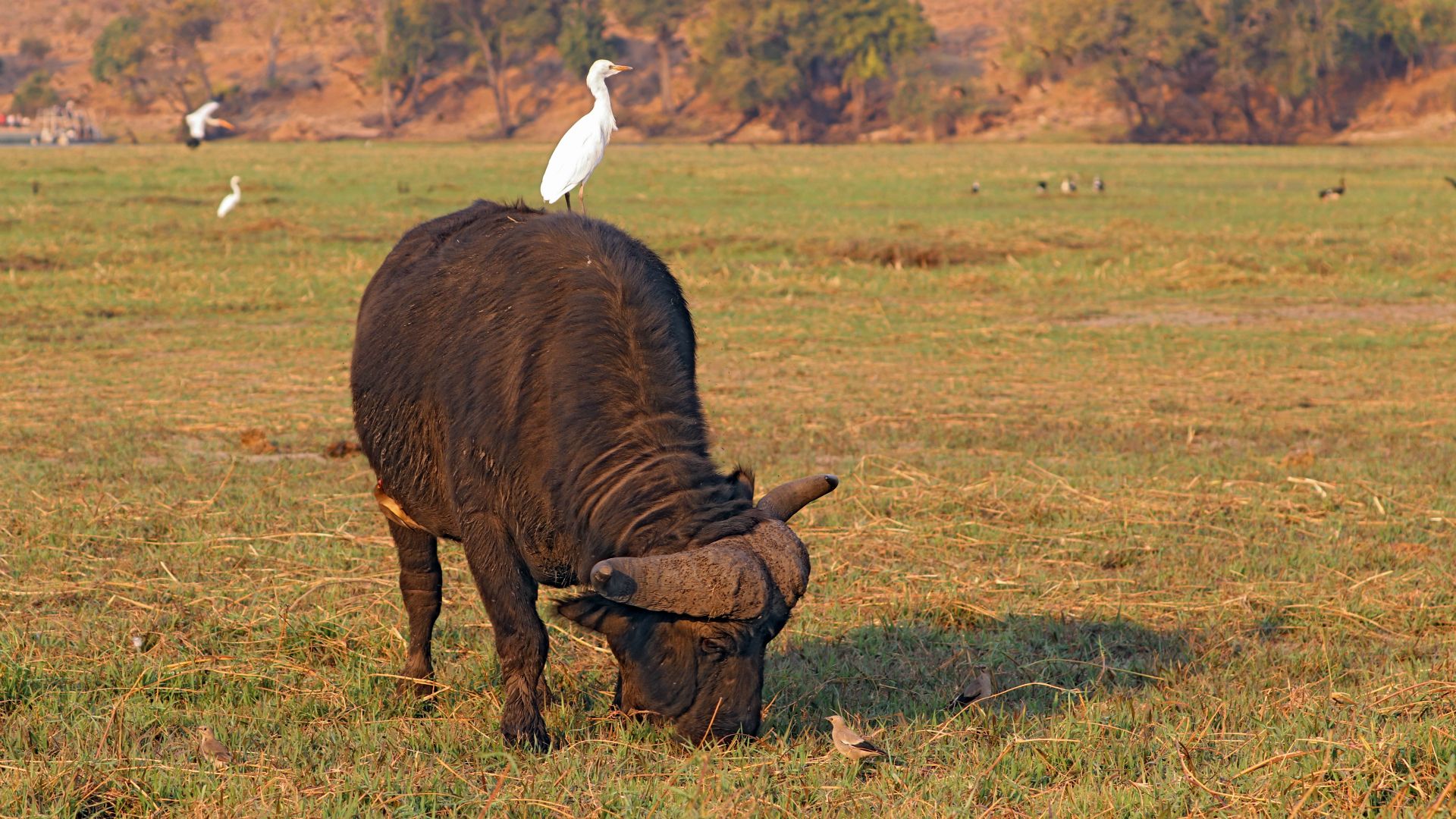 Chobe National Park, Botswana, Africa