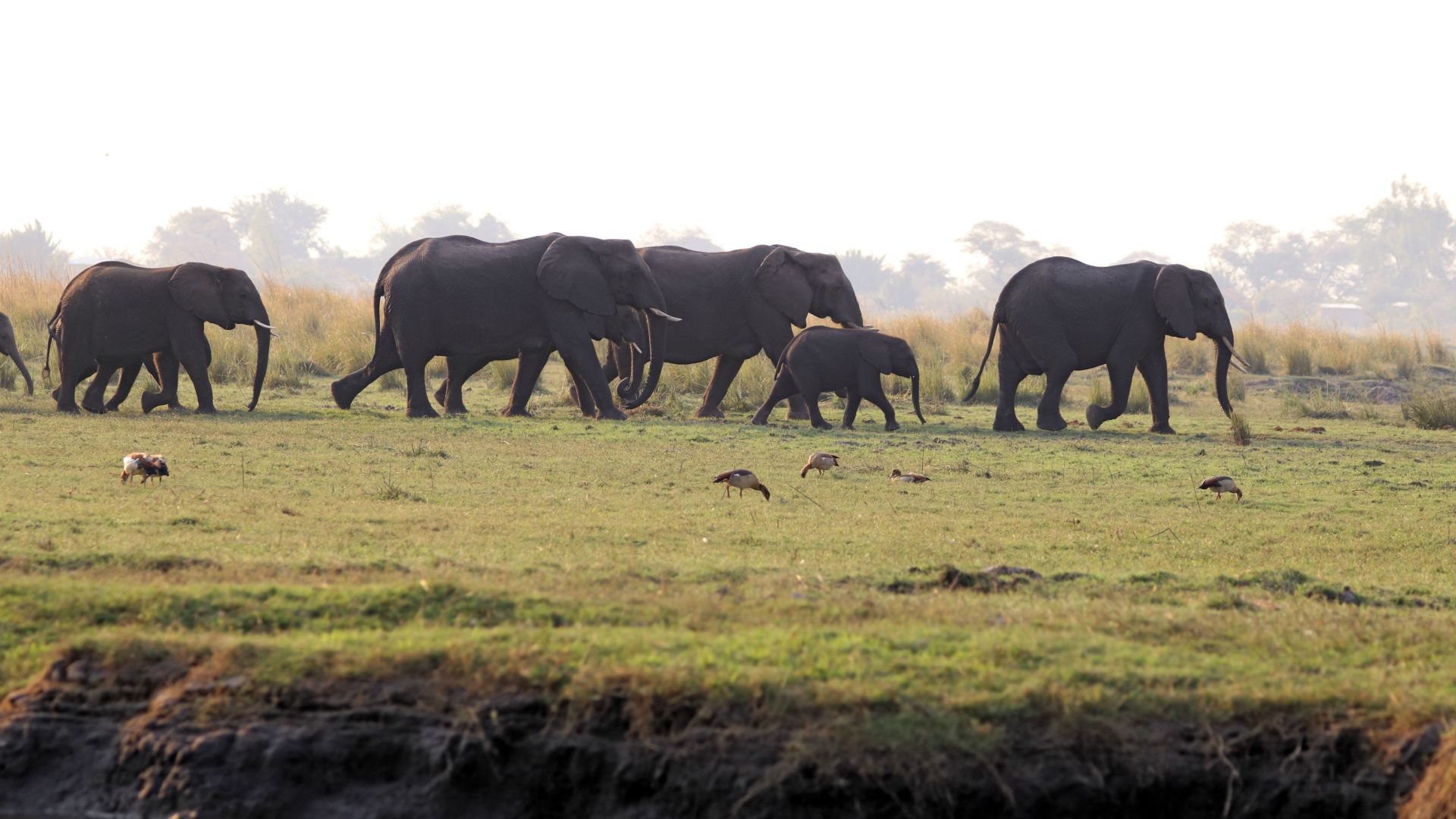 Chobe National Park, Botswana