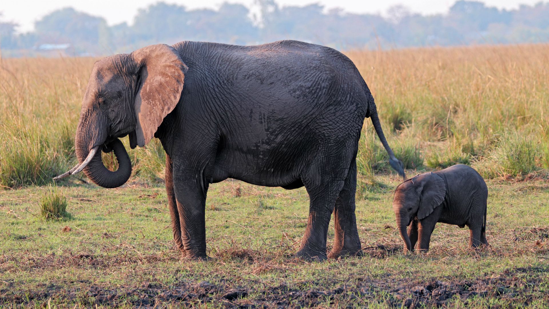 Chobe National Park, Botswana, Africa