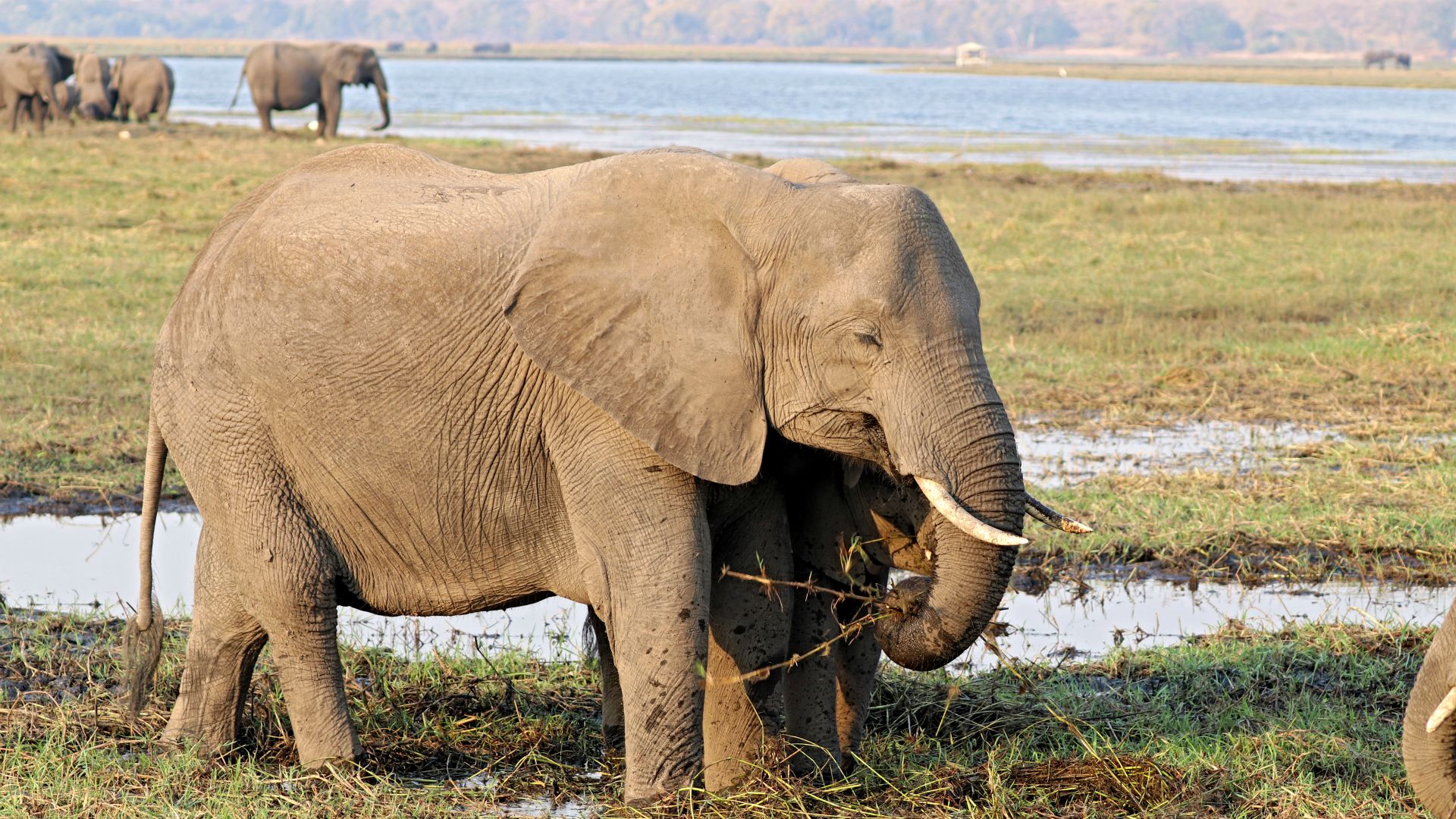 Chobe National Park