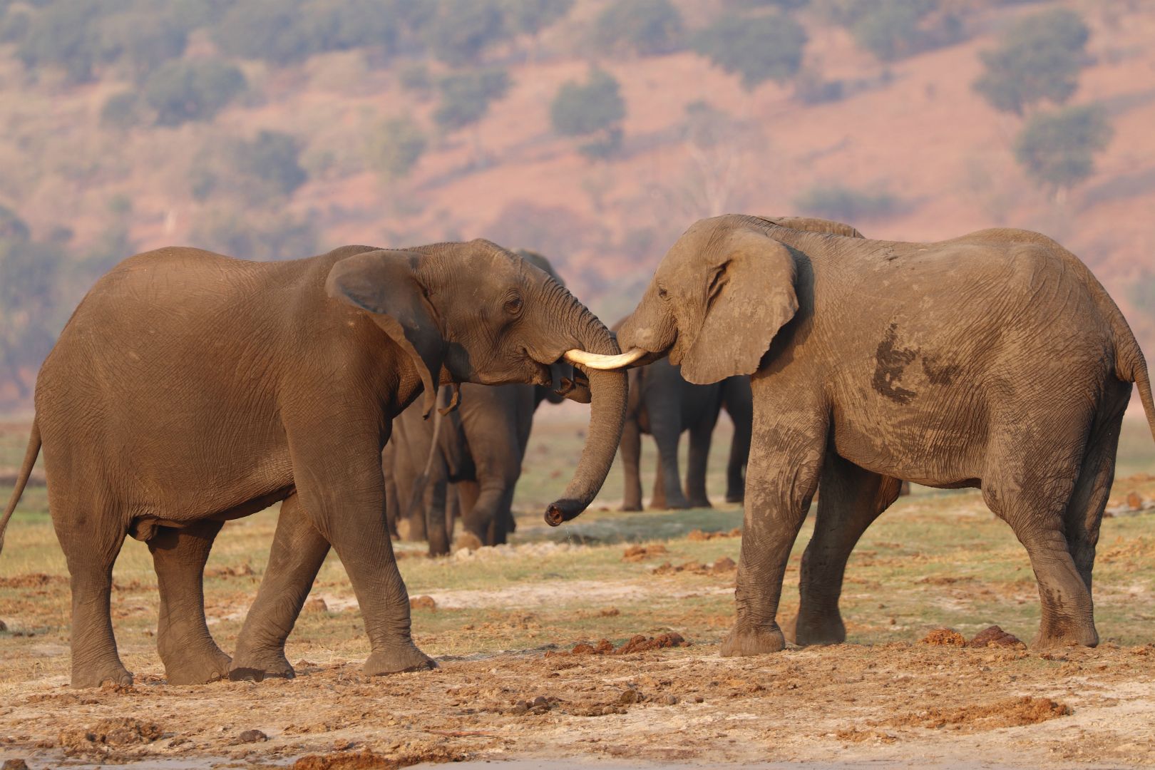 Chobe National Park