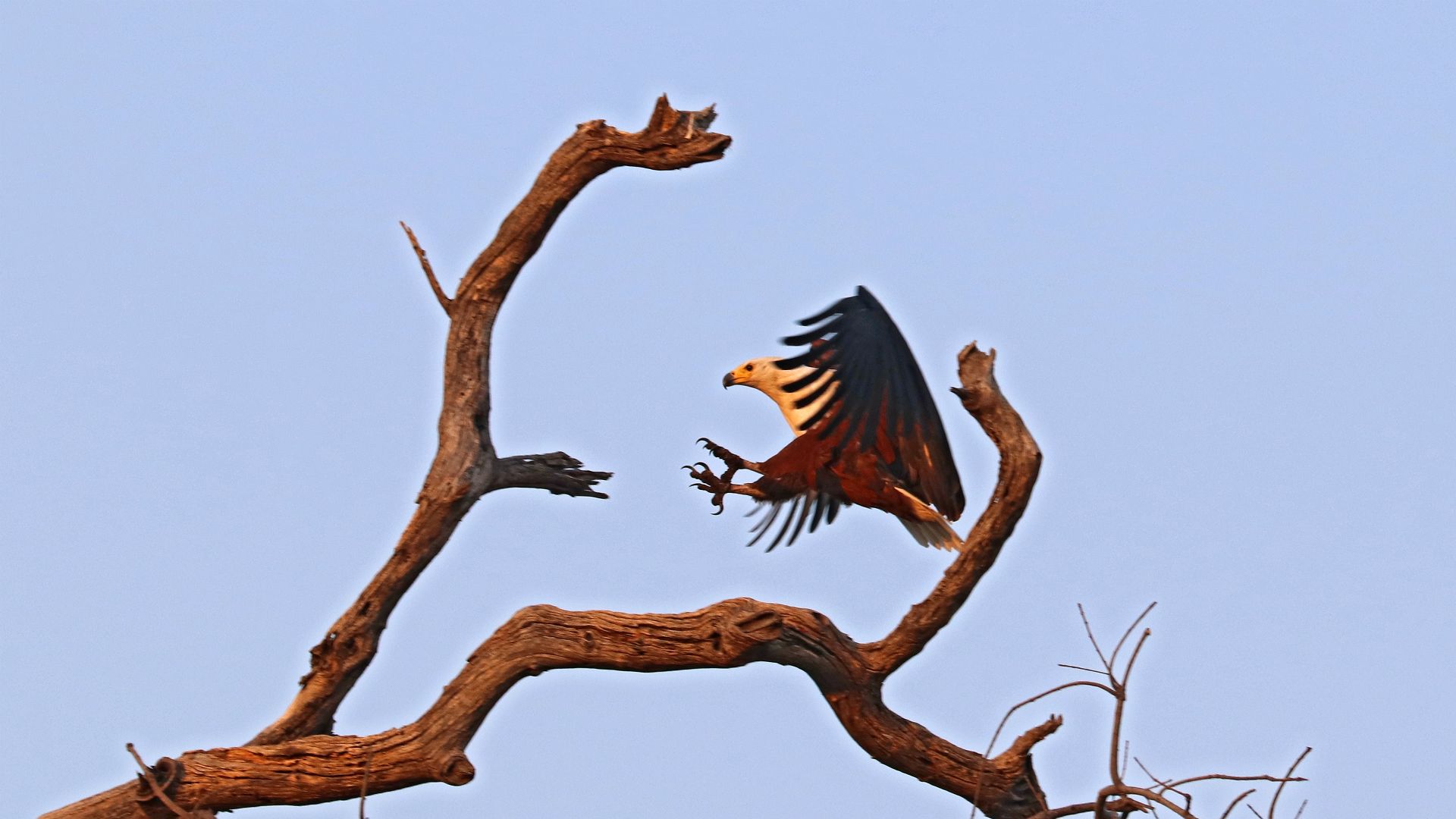 Chobe National Park, Botswana