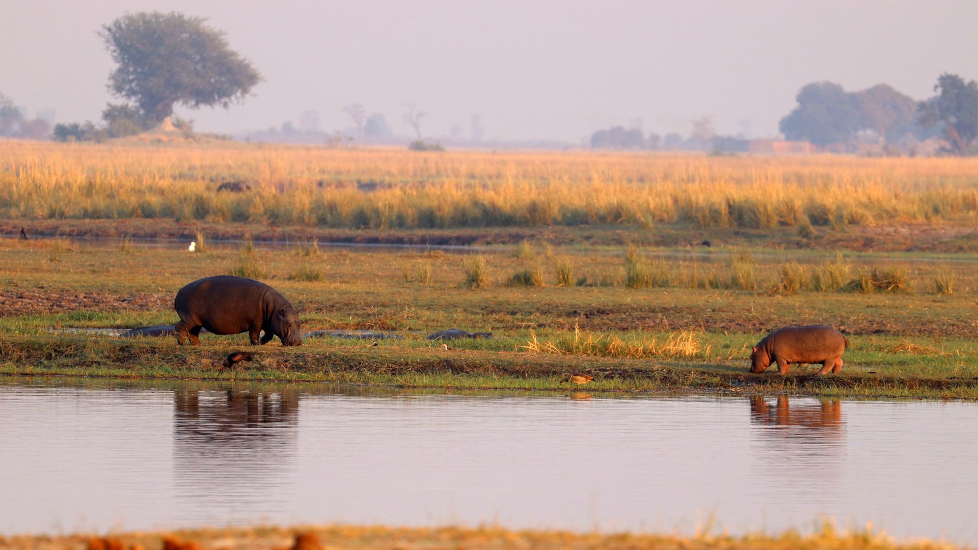 Chobe River, Chobe National Park, Botswana