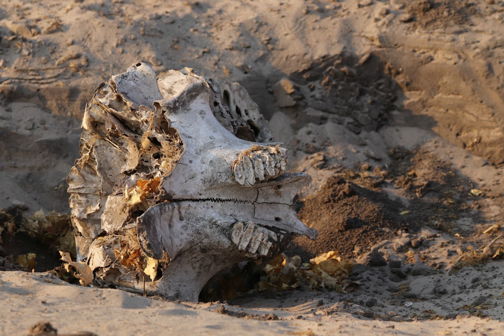 Chobe National Park, Botswana