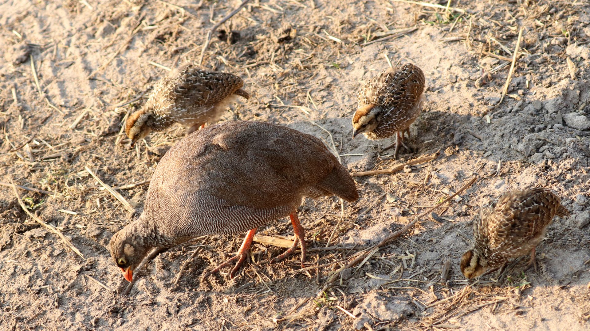 Chobe National Park, Botswana