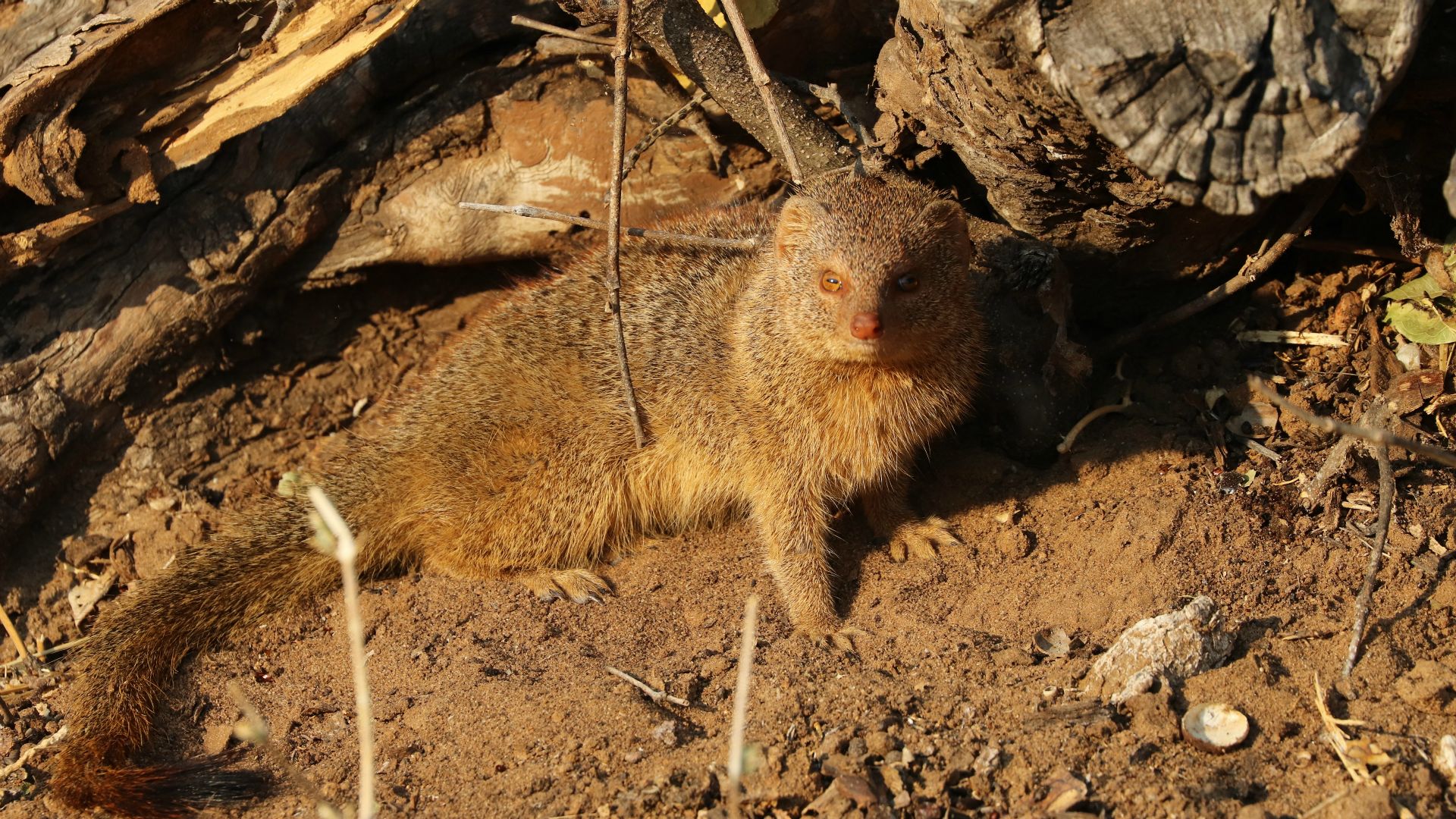 Chobe National Park, Botswana