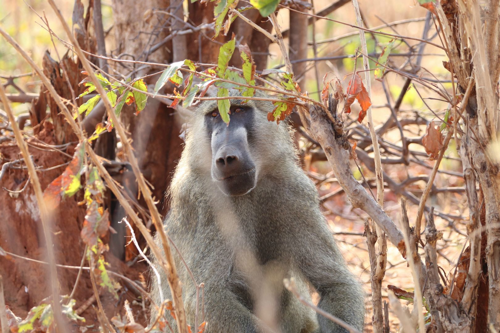 Chobe National Park