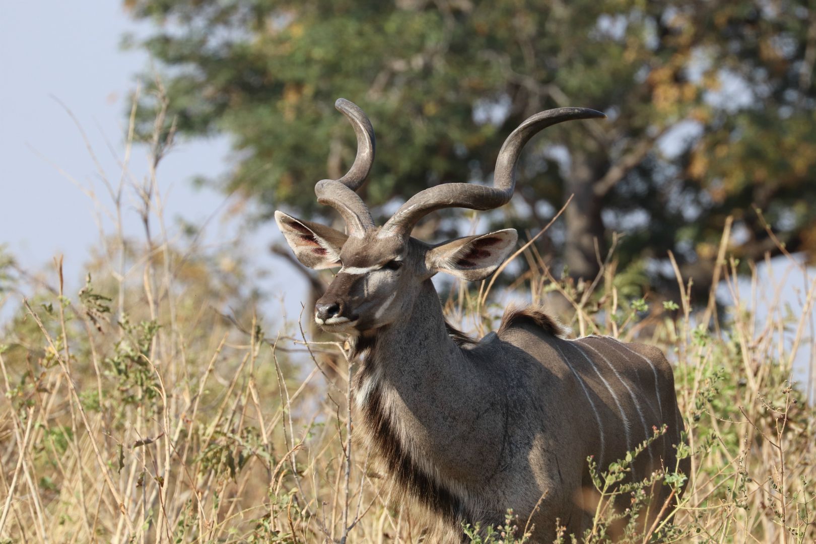 Chobe National Park