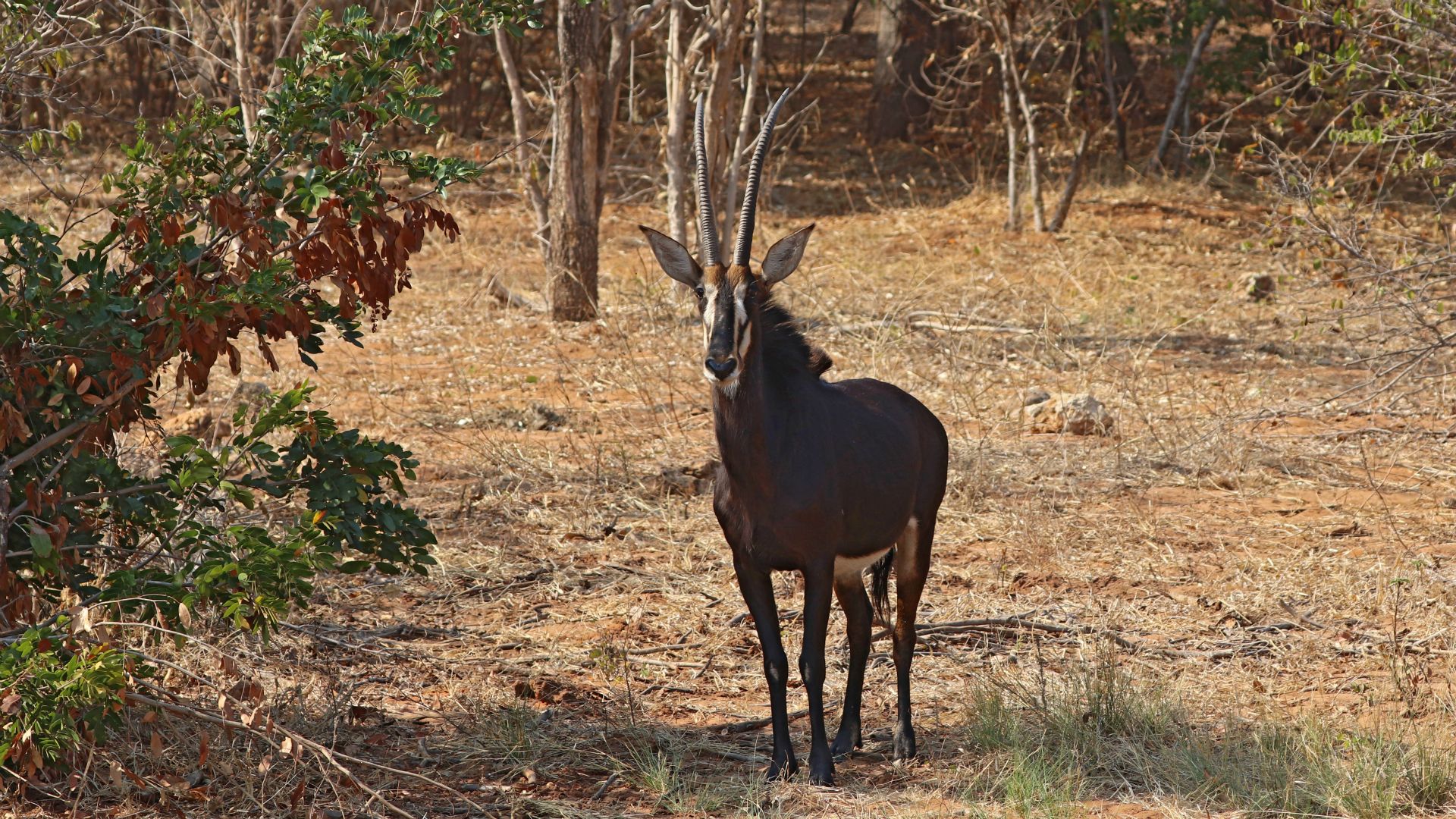 Chobe National Park
