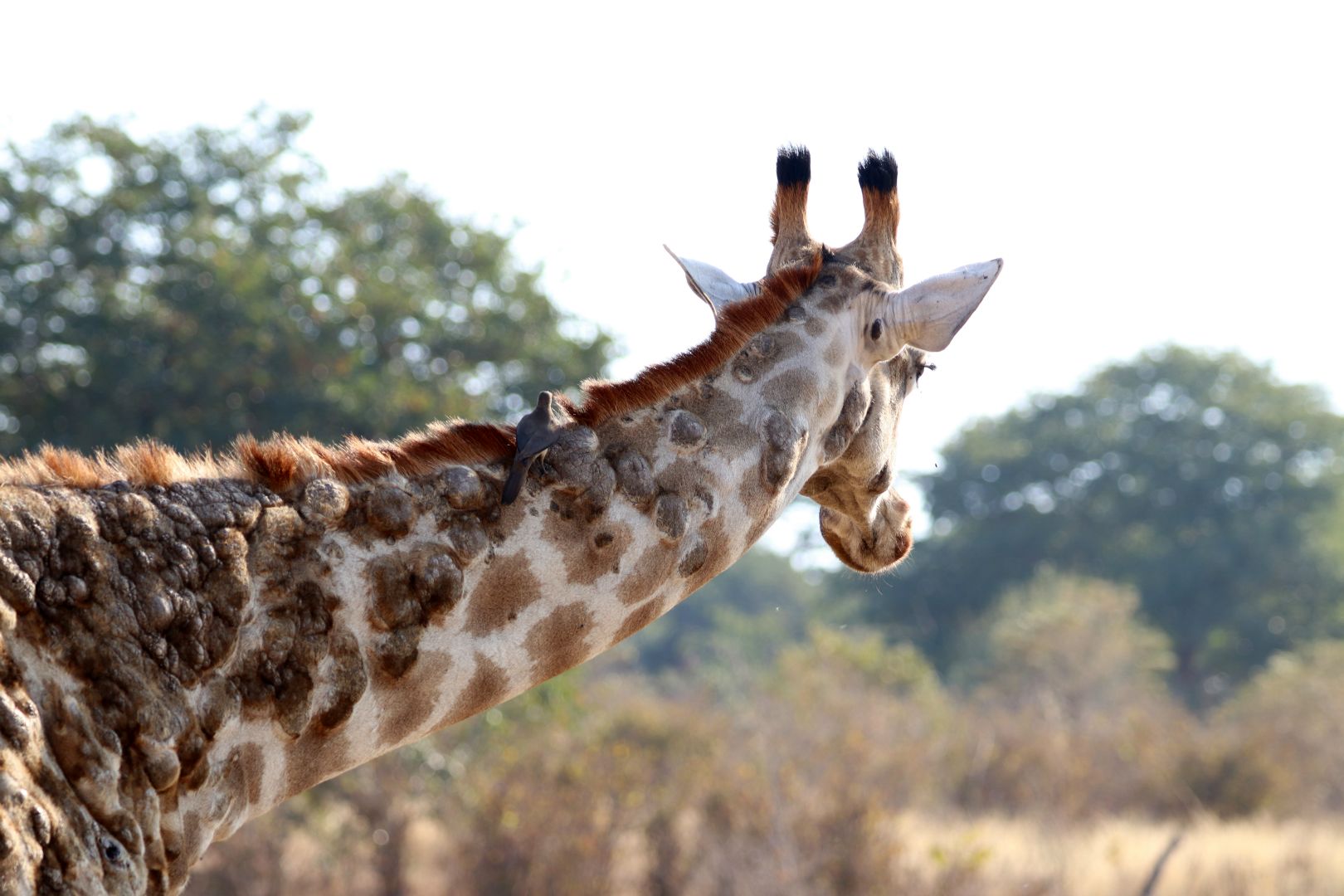 This giraffe has large lesions covering their necks and bodies, caused by a virus called papillomavirus. It is believed that transmission is from giraffe to giraffe by the constant grooming of the Oxpecker bird jumping from animal to animal with the virus on its beak.

Chobe National Park