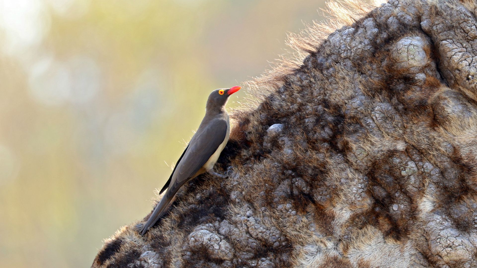 Chobe National Park