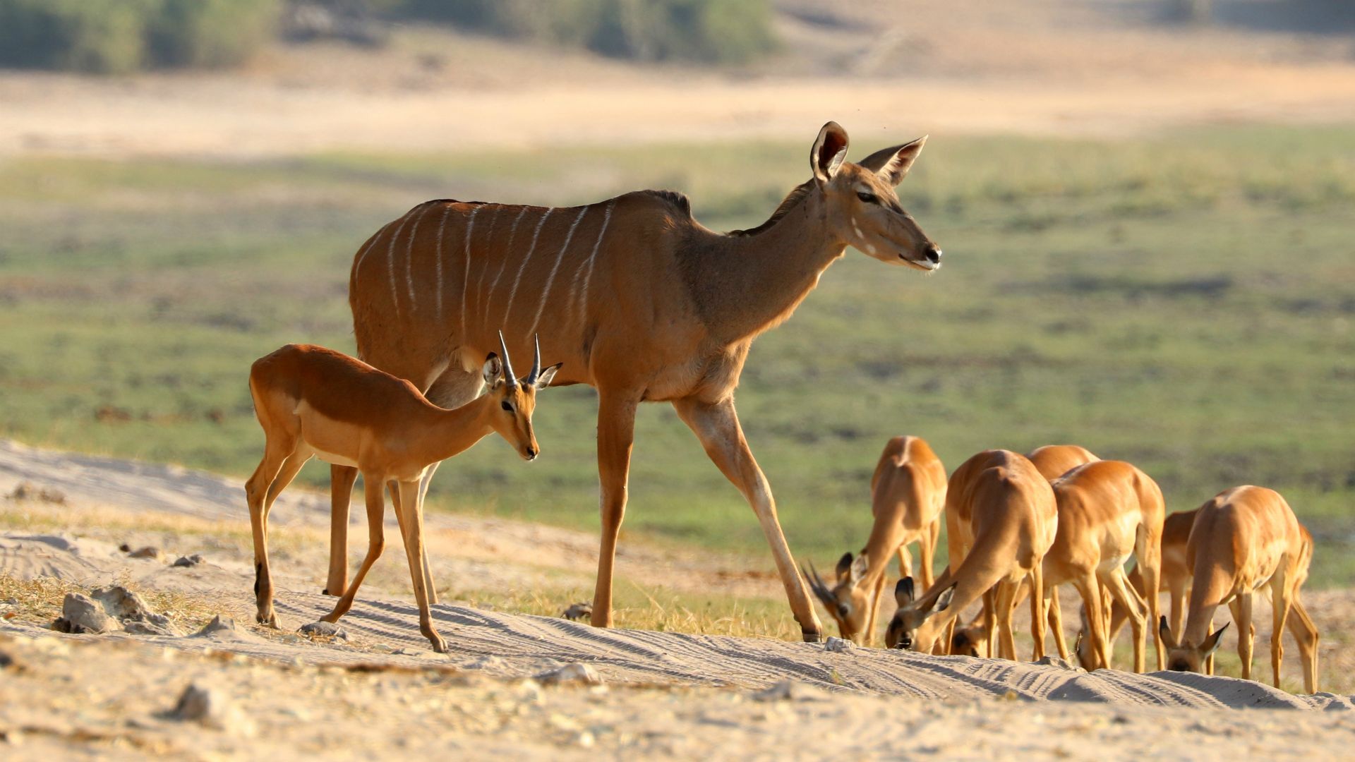Chobe National Park