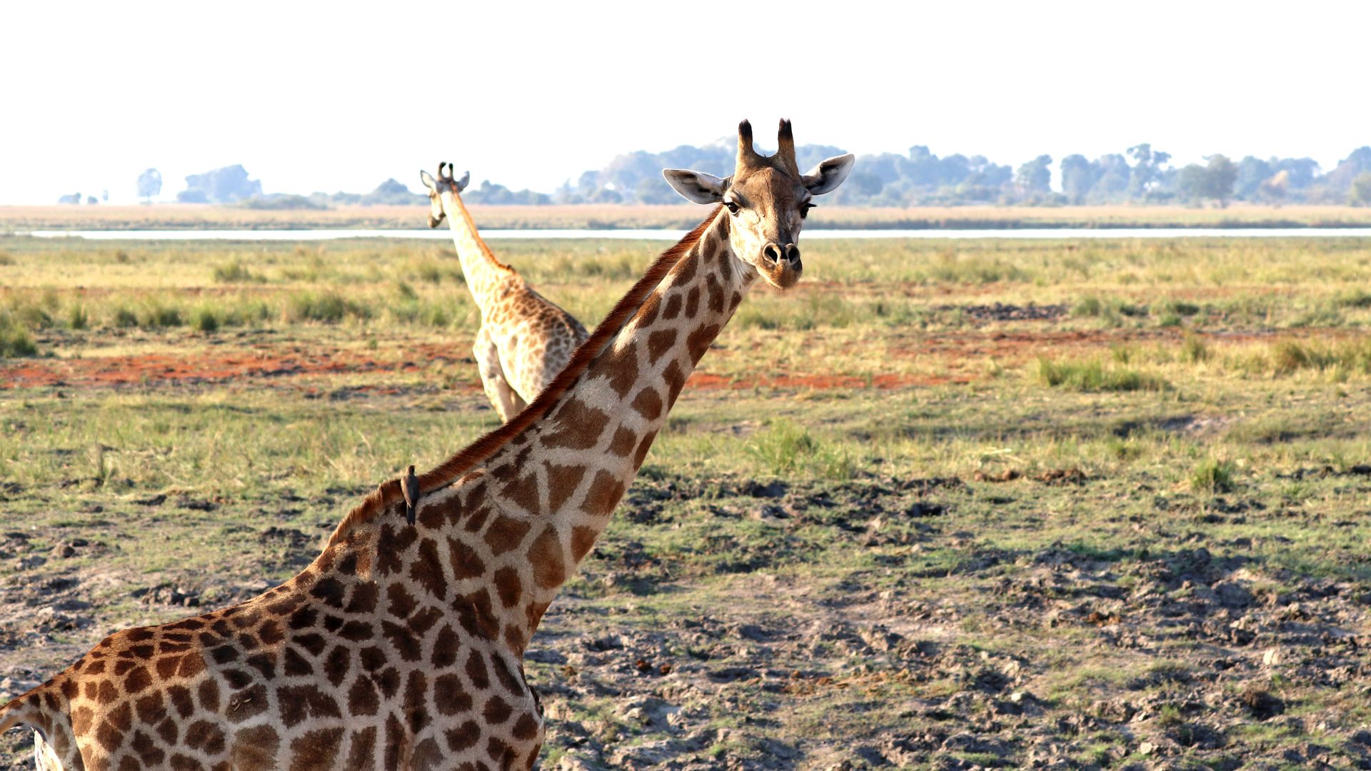 Chobe National Park