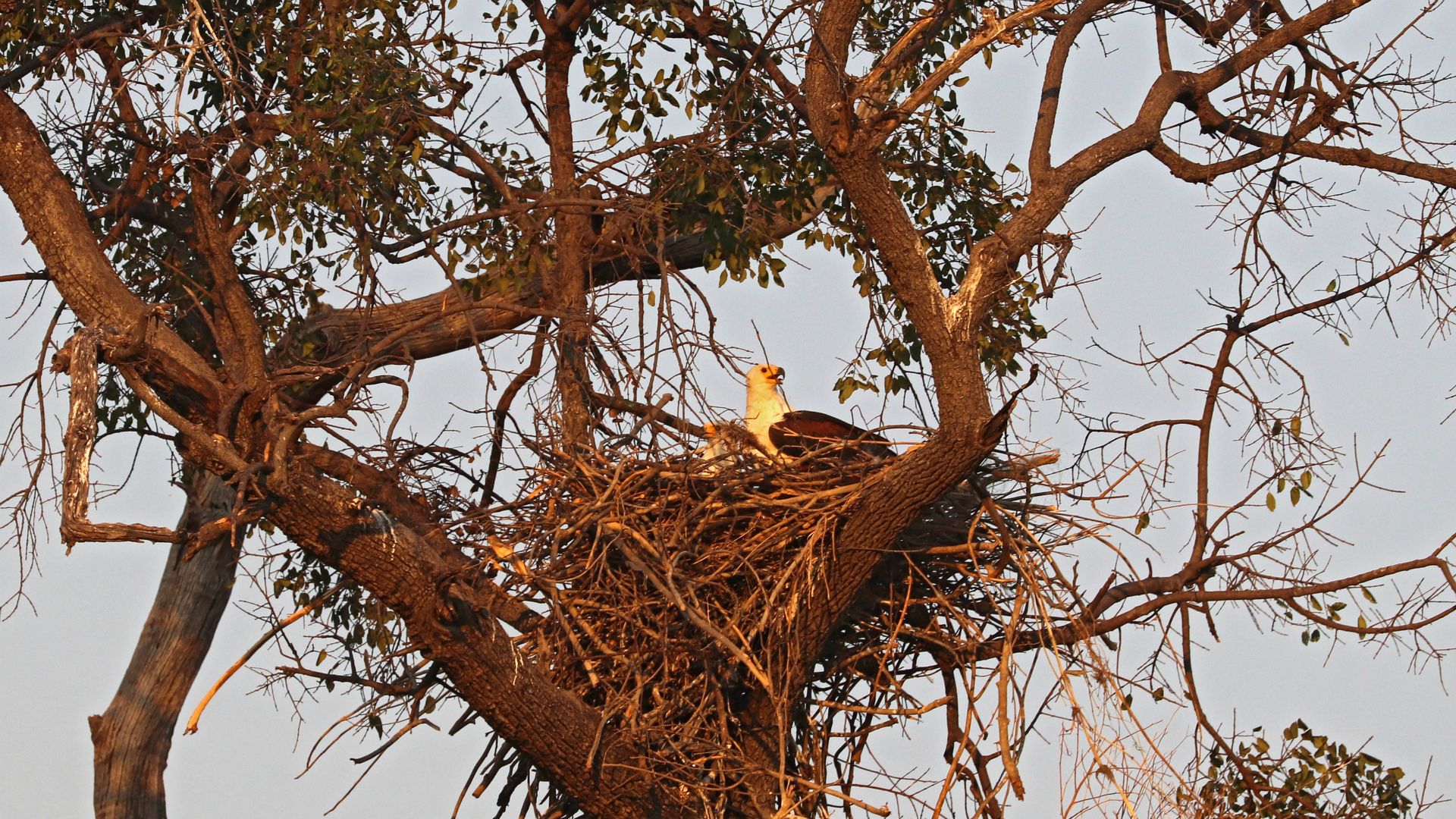 Chobe National Park