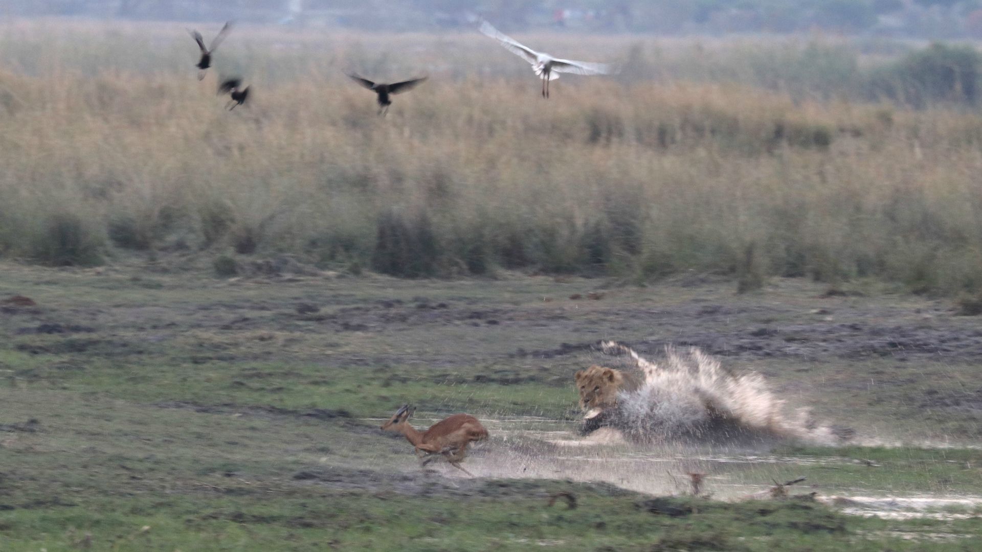 Chobe National Park, Botswana, Africa