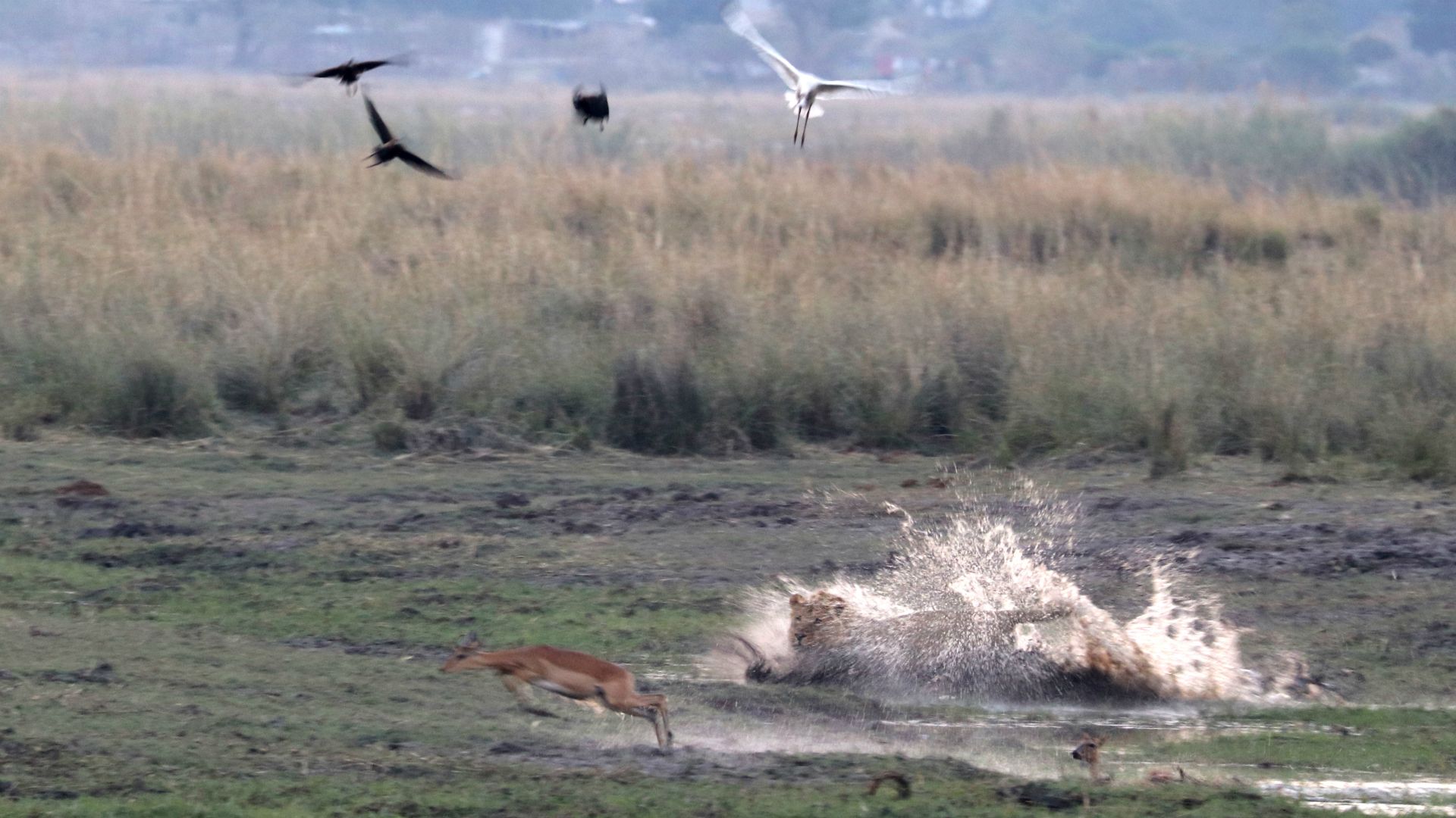 Chobe National Park, Botswana, Africa