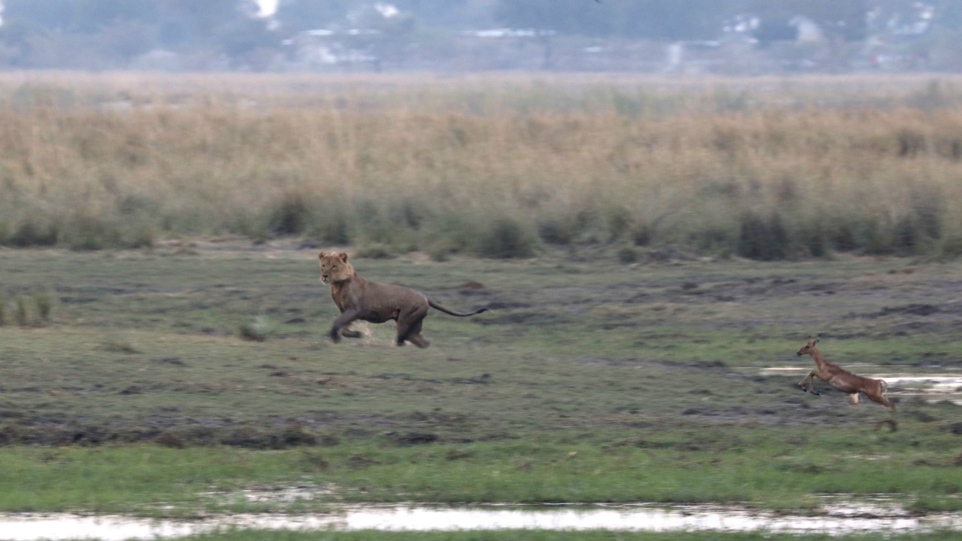 Chobe National Park, Botswana, Africa