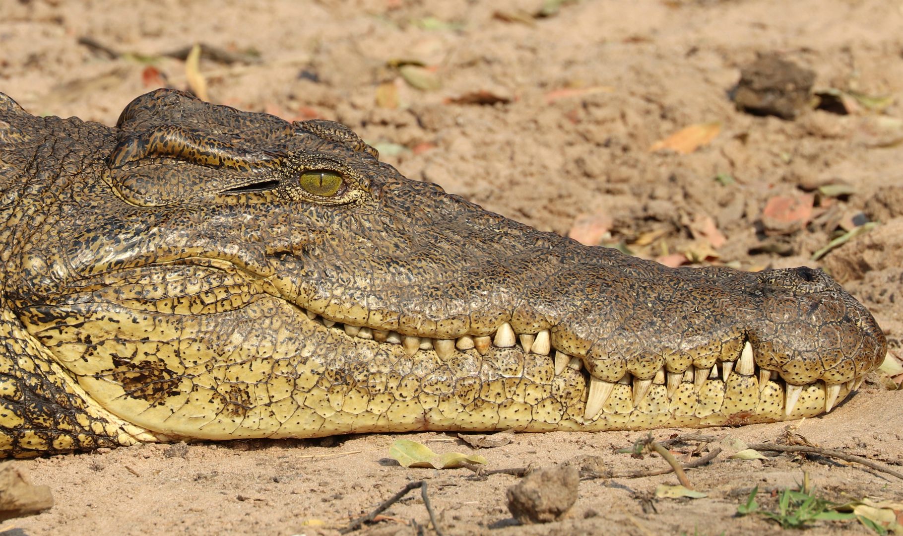 Chobe National Park, Botswana