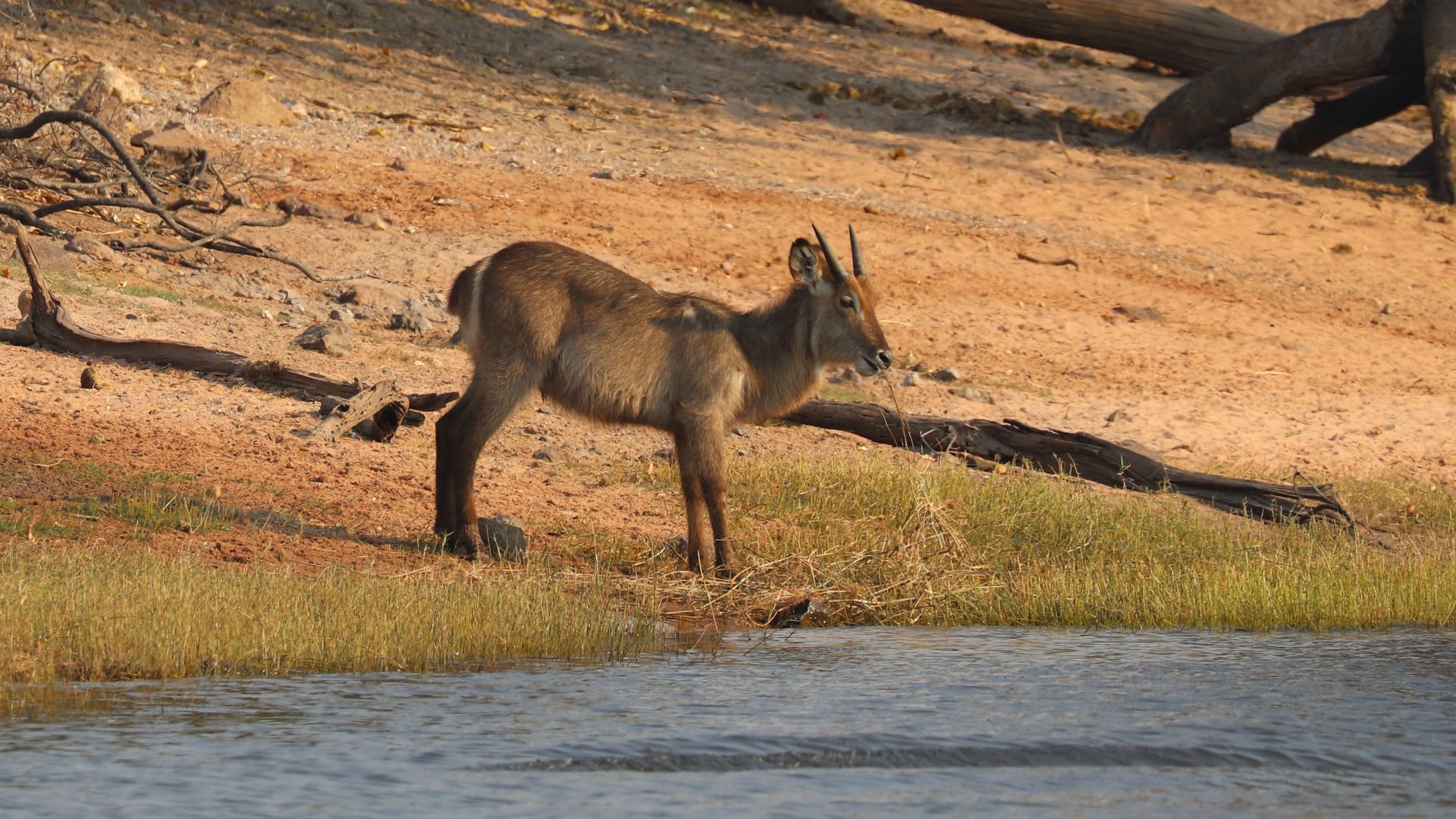 Chobe National Park, Botswana