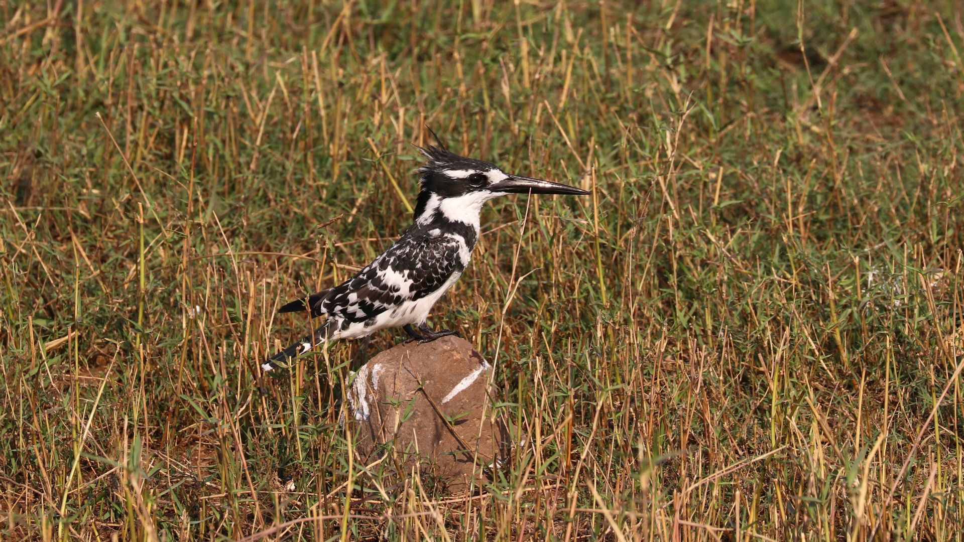 Chobe National Park, Botswanna