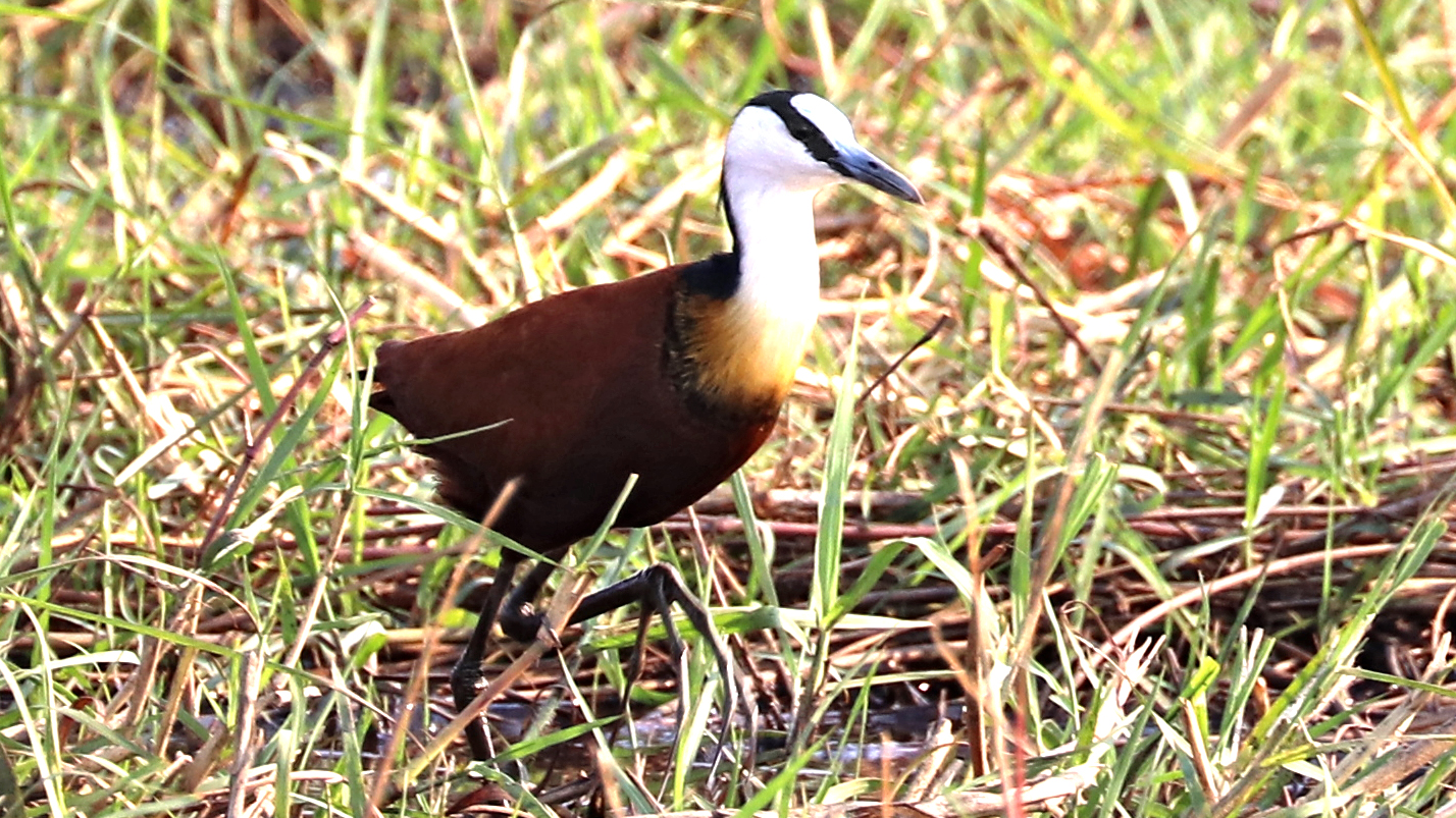Chobe National Park, Botswana