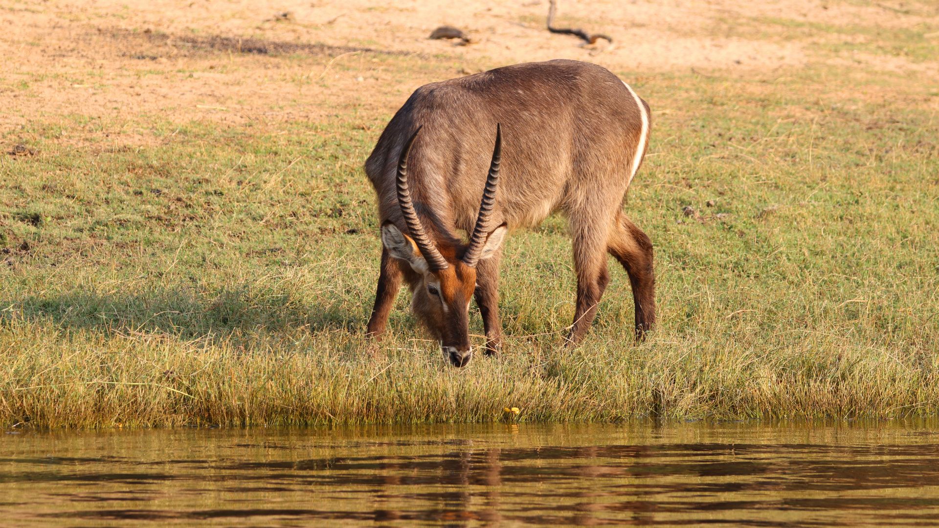 Chobe River, Botswana