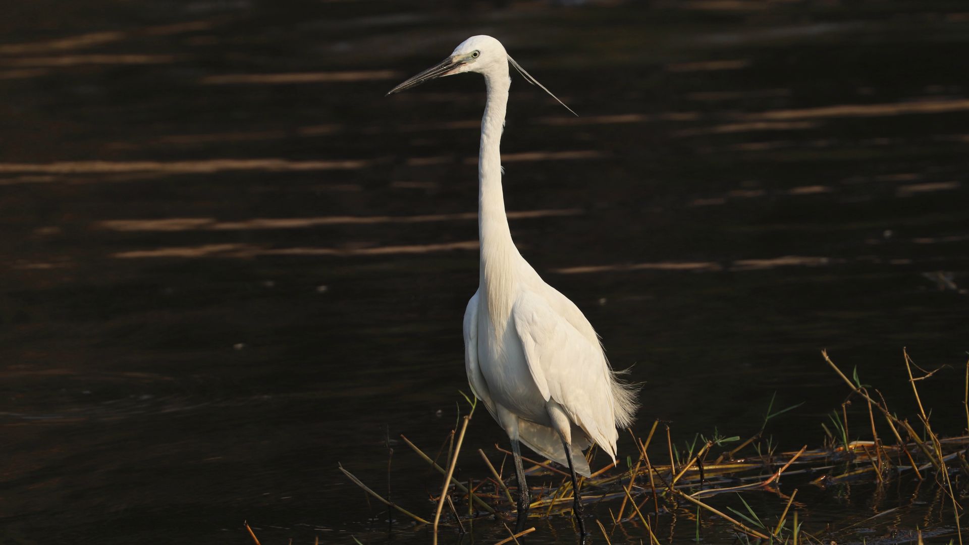 Chobe River, Botswanna